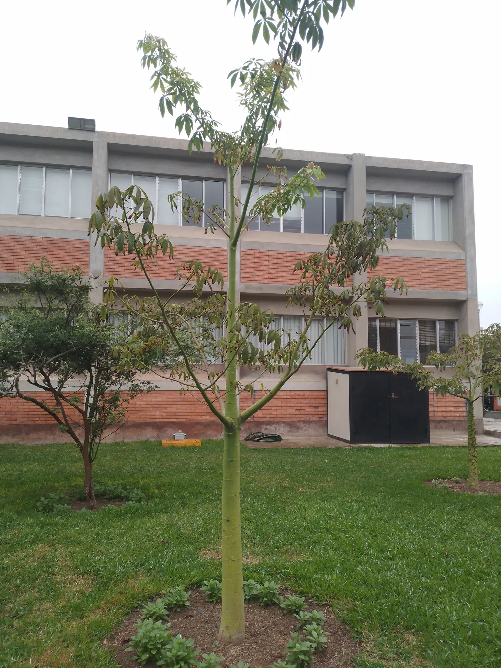 Silk Floss Tree (Ceiba Speciosa) — with a canopy spread of up to 40 feet