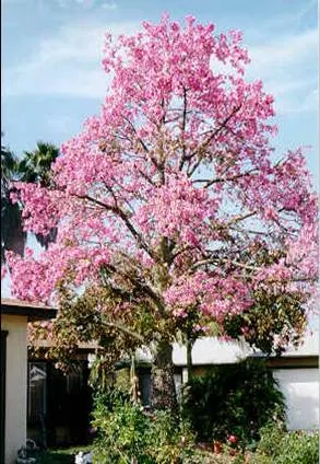 Silk Floss Tree (Ceiba Speciosa) — before the foliage emerges; notable for its bottle-shaped trunk covered in thick, image 86
