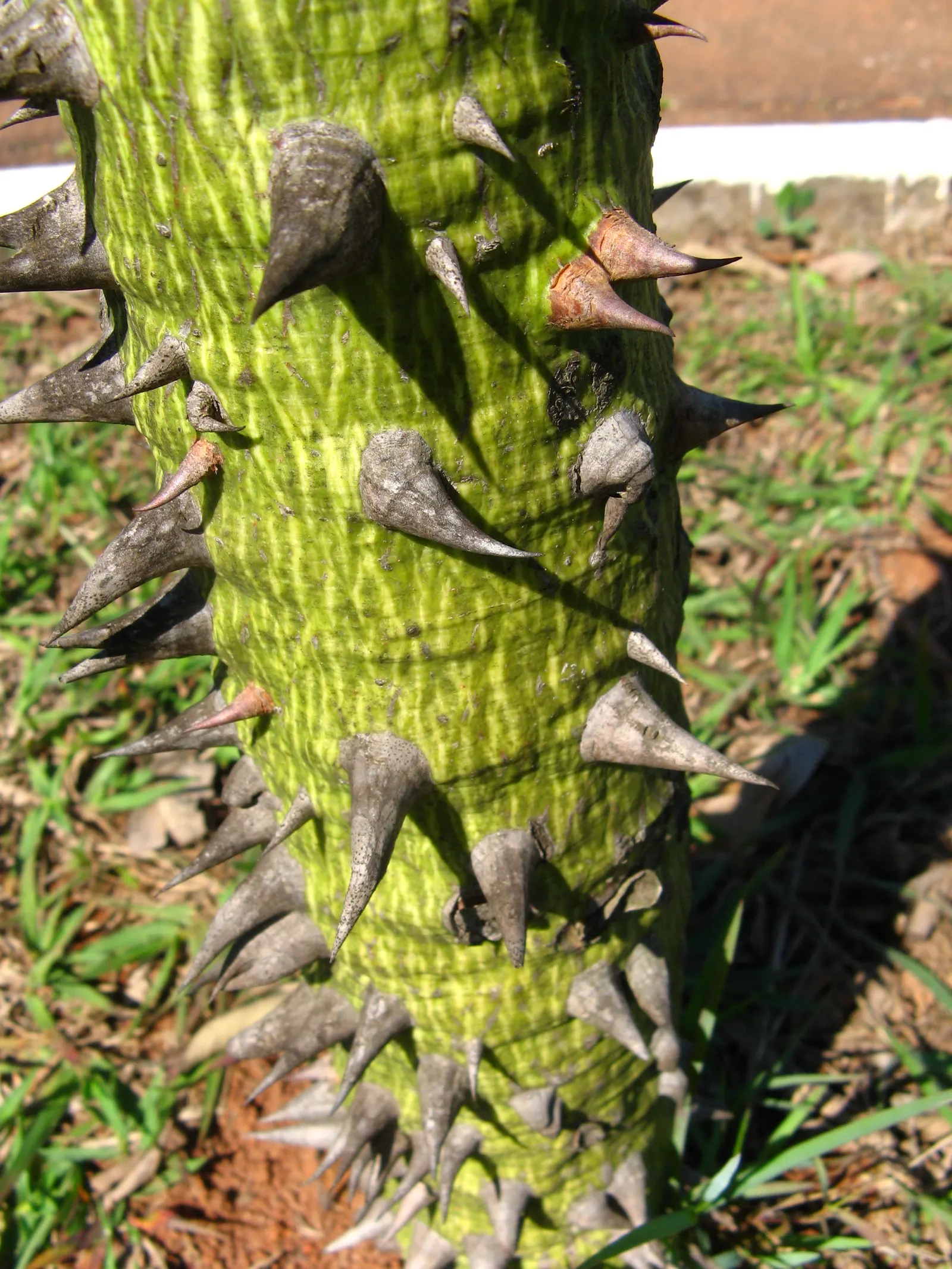 Silk Floss Tree (Ceiba Speciosa) — pink flowers in the garden; armed with woody conical prickles, image 163