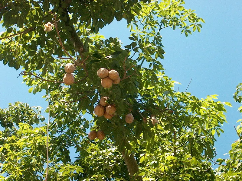 Silk Floss Tree (Ceiba Speciosa) — the Silk Floss Tree is adorned with large and showy pink or fuchsia blossoms, image 83