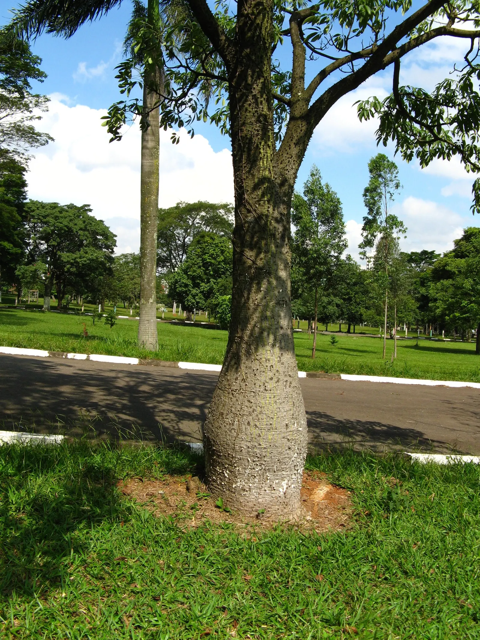 Silk Floss Tree (Ceiba Speciosa) — This tree is suited to USDA Hardiness Zones 9b through 11 and is drought-resistant once established; the, image 159