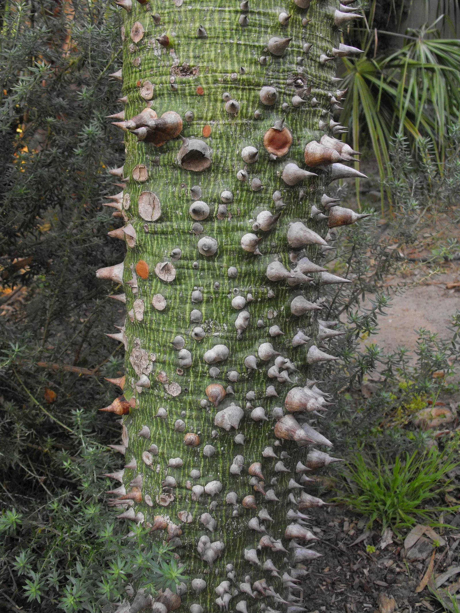 Silk Floss Tree (Ceiba Speciosa) — tree for full; but it may require ample space for both aboveground and subterranean expansion, image 165