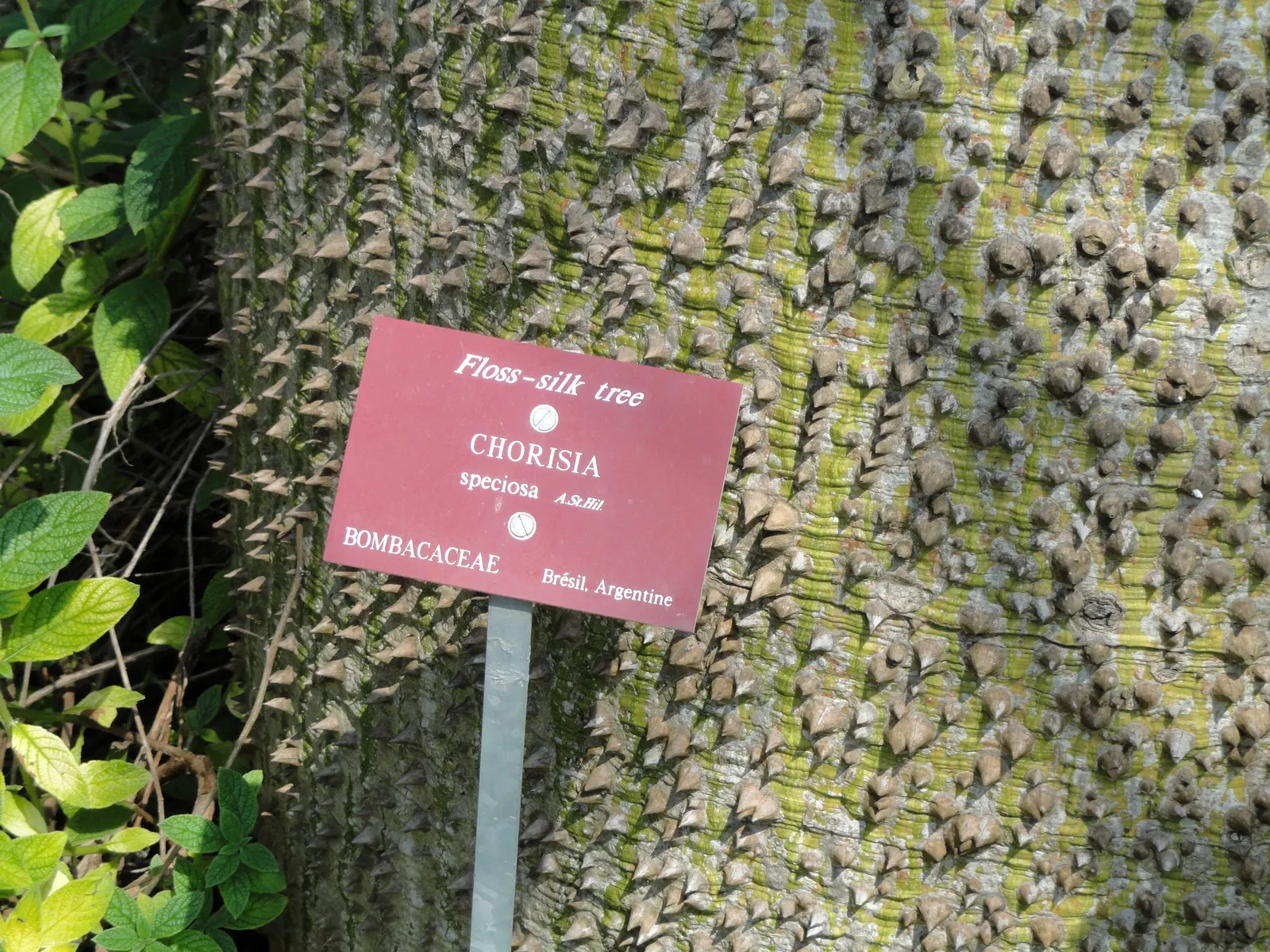 Silk Floss Tree (Ceiba Speciosa) — it demands full sun and well-drained soil; with potential heights reaching between 40 to 60 feet and spreading, image 172