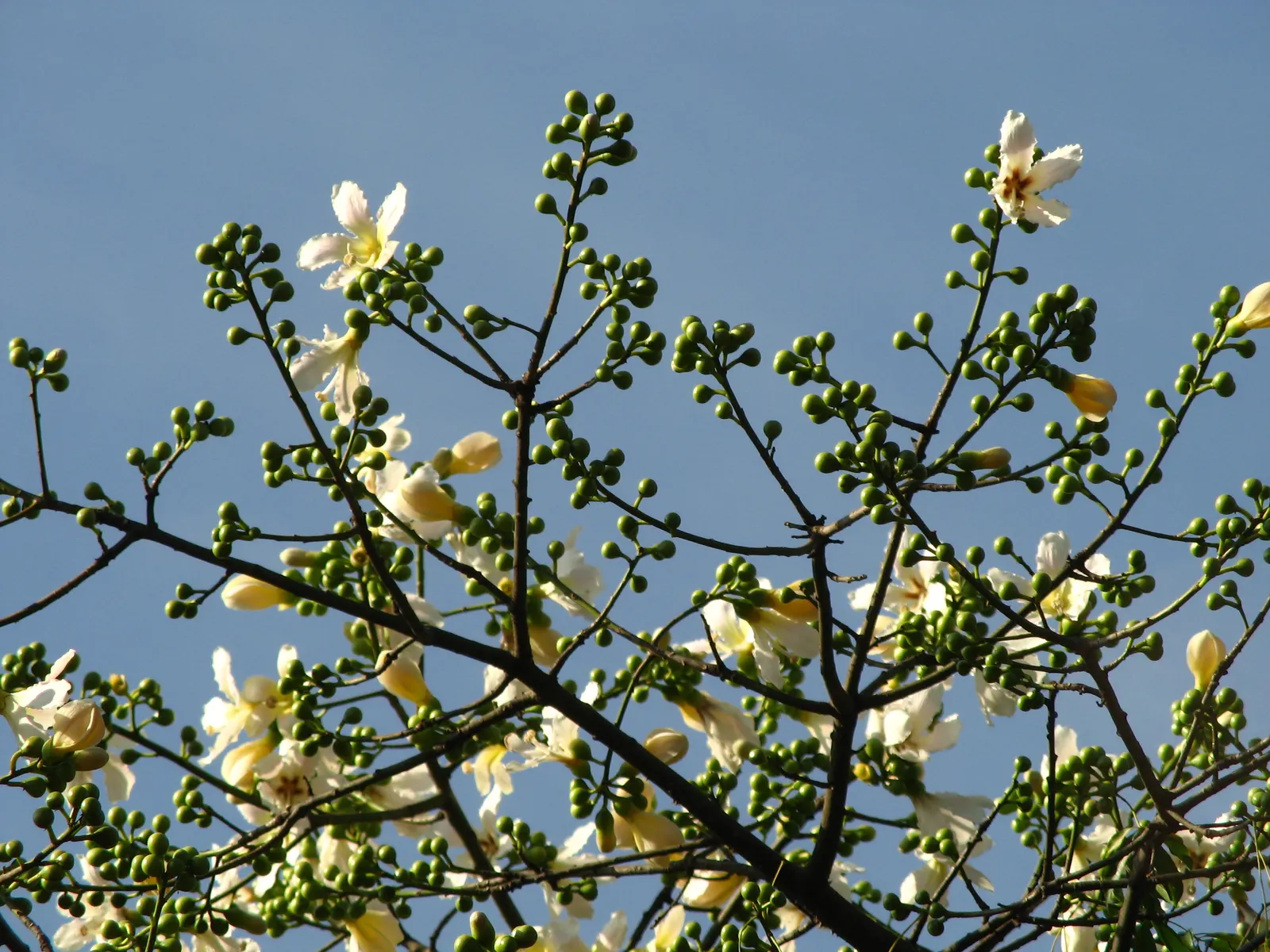 Silk Floss Tree (Ceiba Speciosa) — where it won't interfere with nearby structures; a striking deciduous specimen, image 95