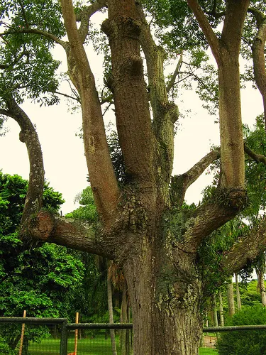 Silk Floss Tree (Ceiba Speciosa) — With potential heights reaching between 40 to 60 feet and spreading approximately 40 to 60 feet wide