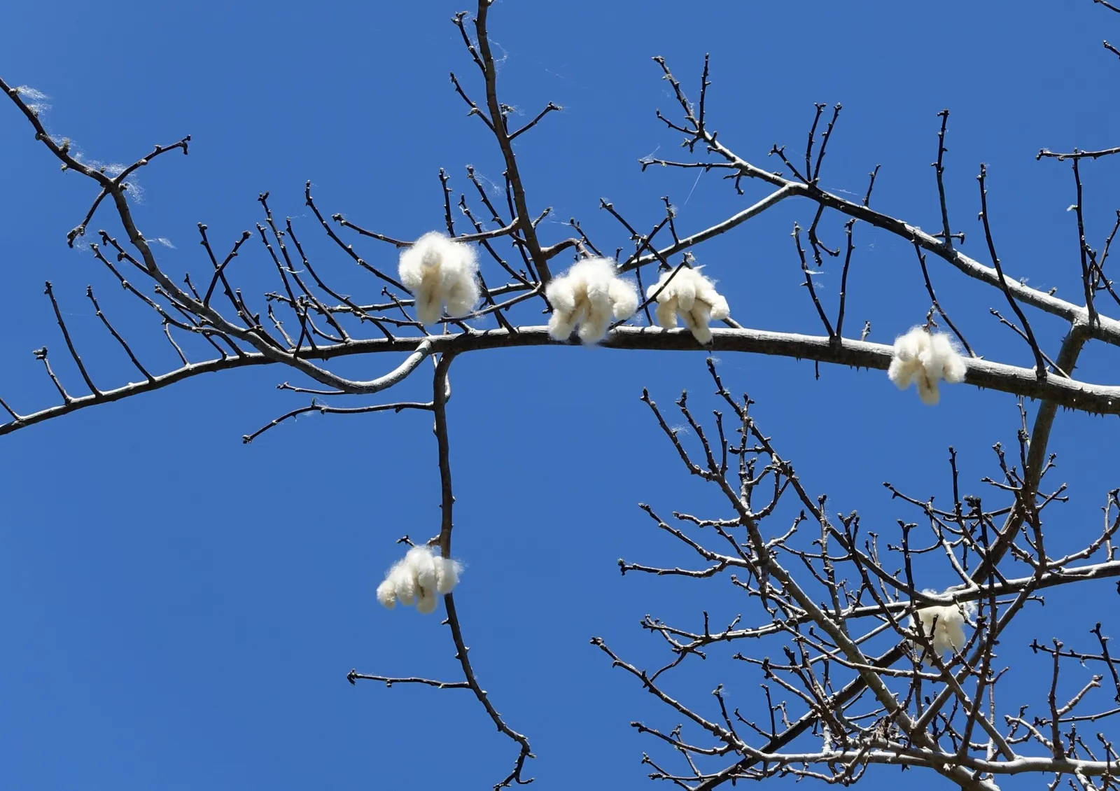 Silk Floss Tree (Ceiba Speciosa) — scientifically known as Ceiba speciosa
