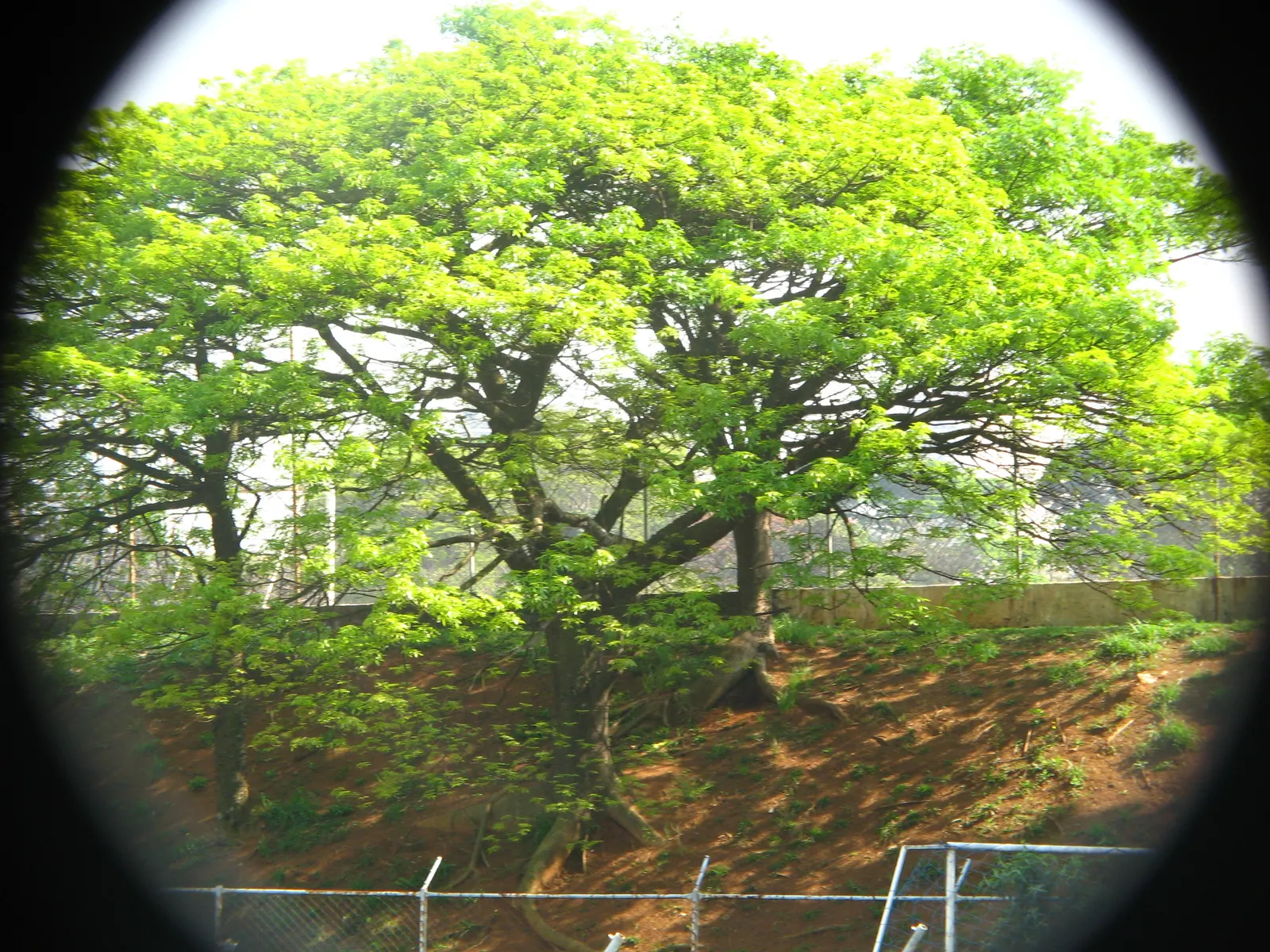 Silk Floss Tree (Ceiba Speciosa) — Its extensive roots make it ideal for parks and gardens, image 160