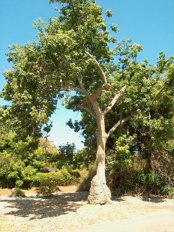 Silk Floss Tree (Ceiba Speciosa) — Each flower measures about 6 inches across, contributing to the tree's visual impact and allure; pink flowers in, image 85