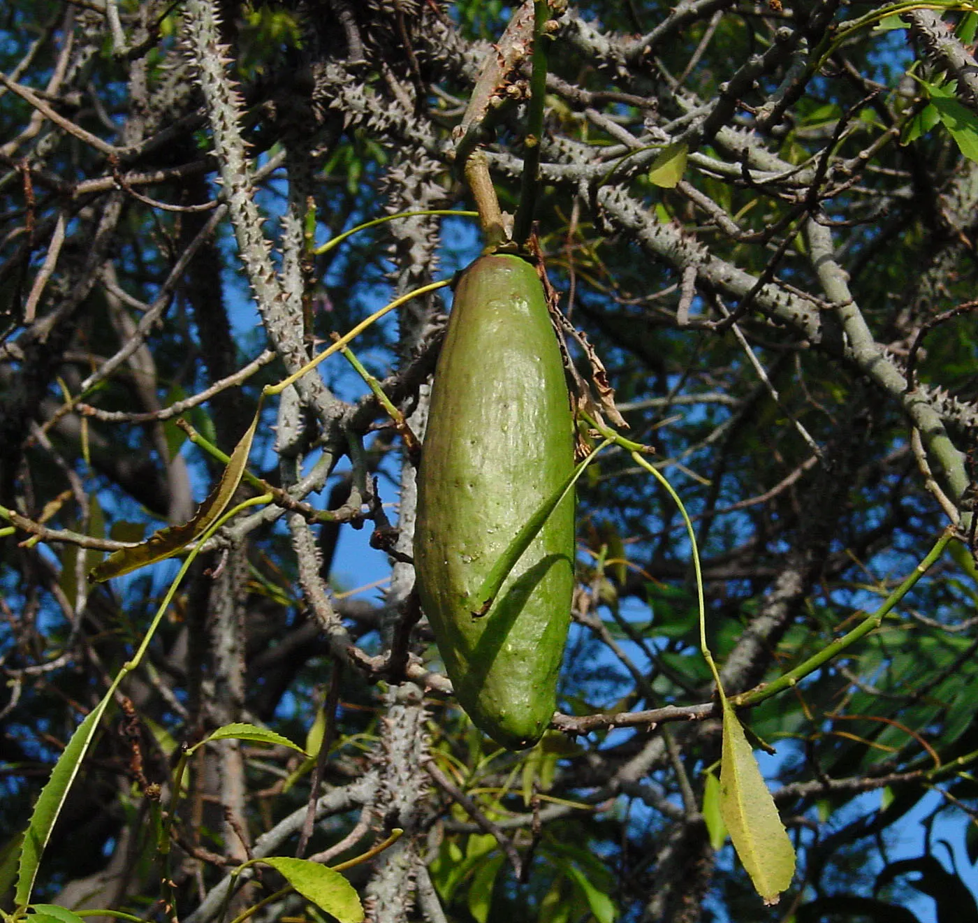 Silk Floss Tree (Ceiba Speciosa) — The tree's trunk is one of its most distinctive features; it is thick and bottle-shaped; reaches heights of, image 180