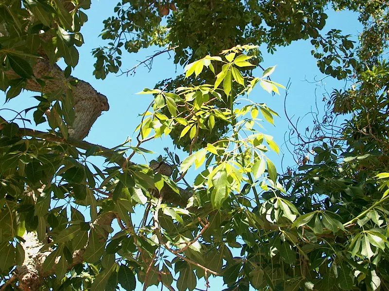 Silk Floss Tree (Ceiba Speciosa) — armed with woody conical prickles; scientifically known as Ceiba speciosa, image 82