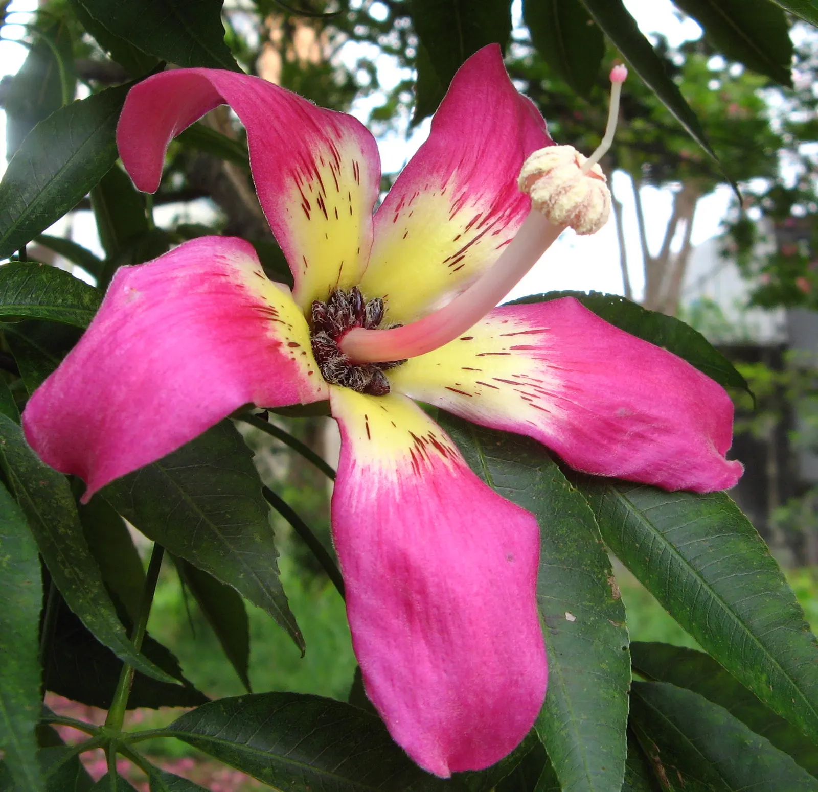 Silk Floss Tree (Ceiba Speciosa) — tree with pink blooms; the tree produces oval pods filled with silky white fibers, image 164