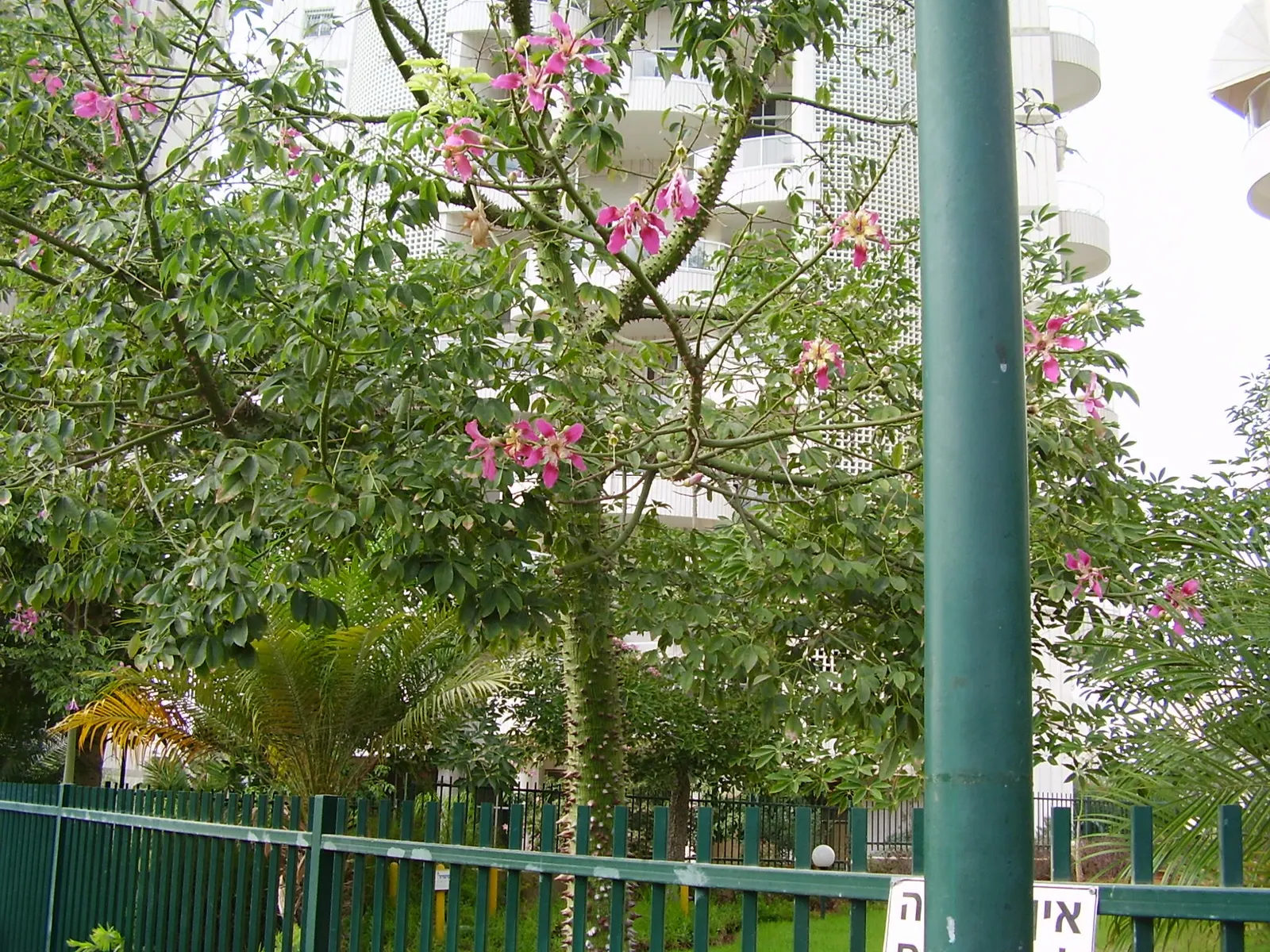 Silk Floss Tree (Ceiba Speciosa) — the blooming flowers can completely cover the tree; recognizable by its unique and majestic stature, image 87