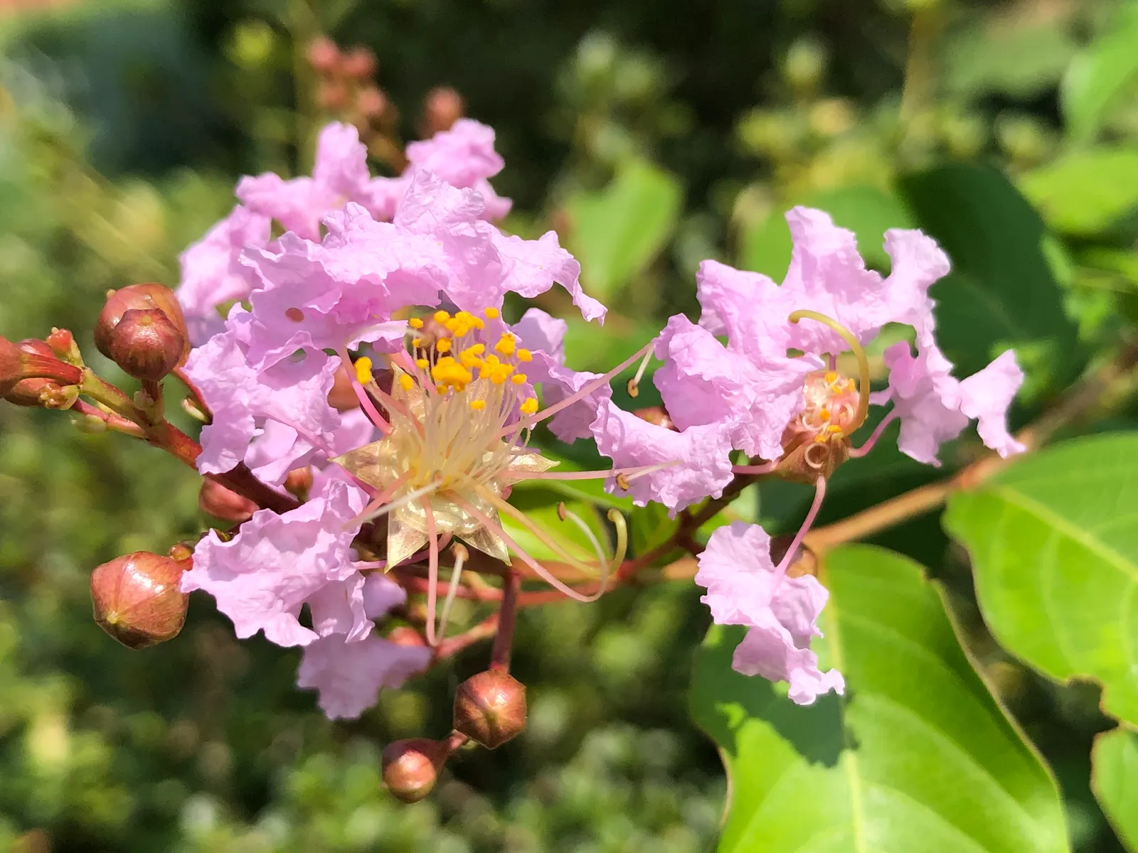 Muskogee Lavender Crape Myrtle (Lagerstroemia Indica 'Muskogee') — varying from shades of gray to light brown