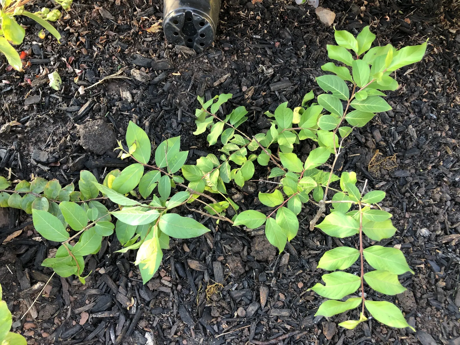 Muskogee Lavender Crape Myrtle (Lagerstroemia Indica 'Muskogee') — it can withstand different environmental conditions including drought and urban pollution