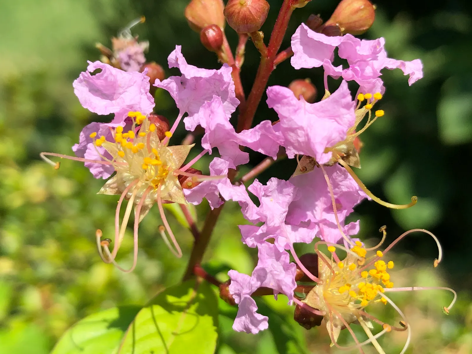 Muskogee Lavender Crape Myrtle (Lagerstroemia Indica 'Muskogee') — 'Muskogee' is celebrated for its impressive disease resistance