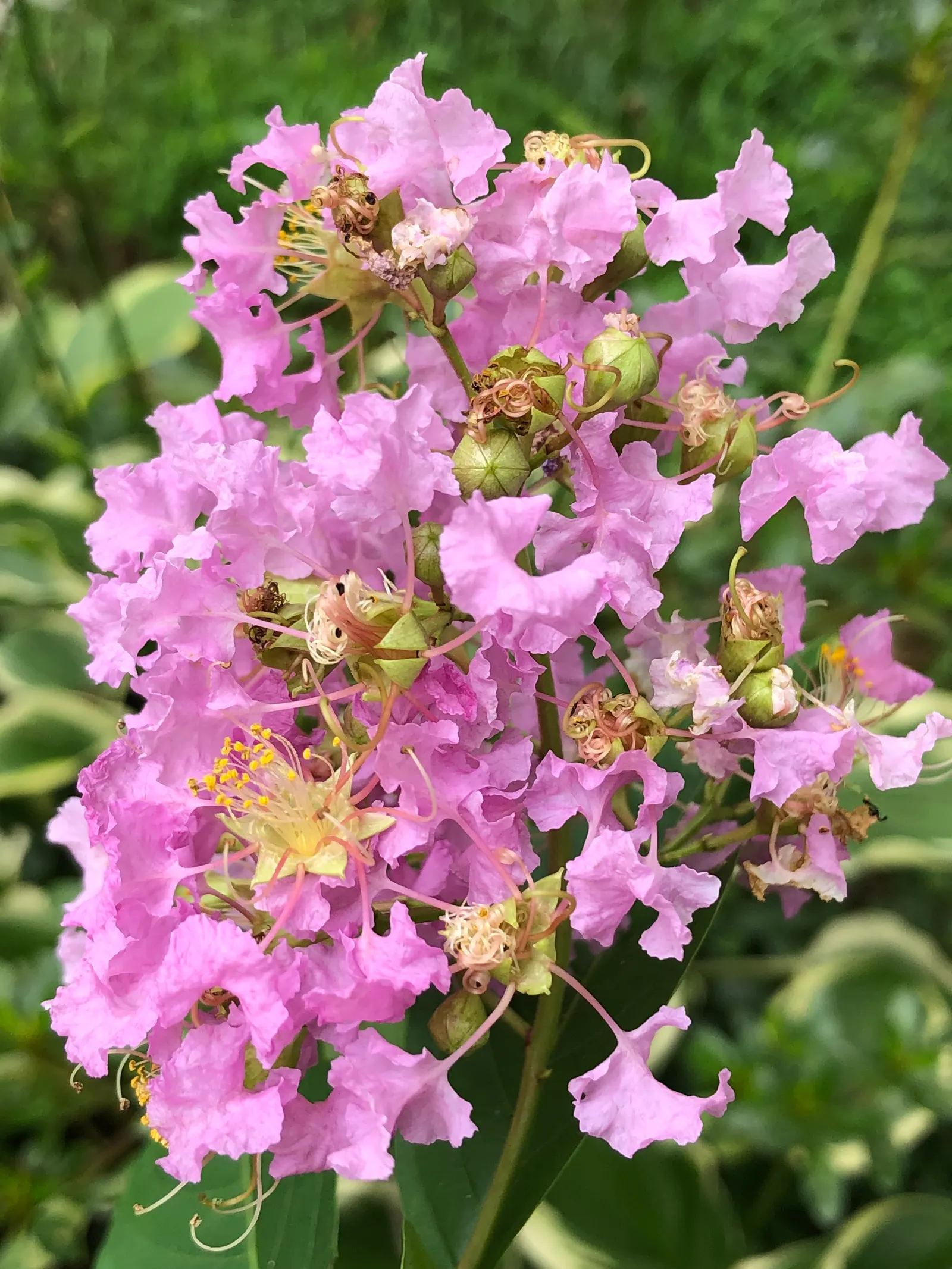 Muskogee Lavender Crape Myrtle (Lagerstroemia Indica 'Muskogee') — scientifically known as Lagerstroemia indica 'Muskogee'; this deciduous tree features a long