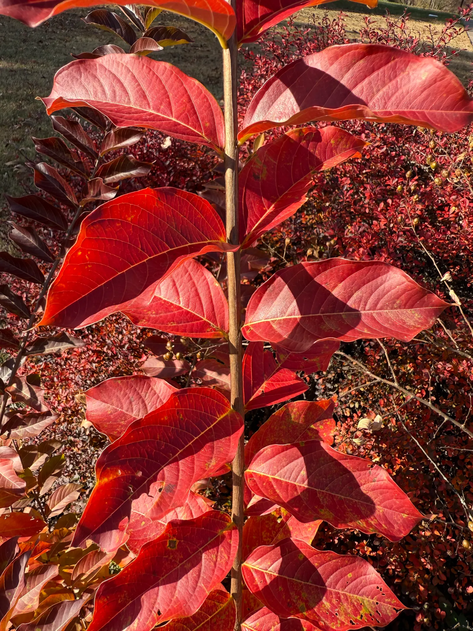 Muskogee Lavender Crape Myrtle (Lagerstroemia Indica 'Muskogee') — It thrives under full sun