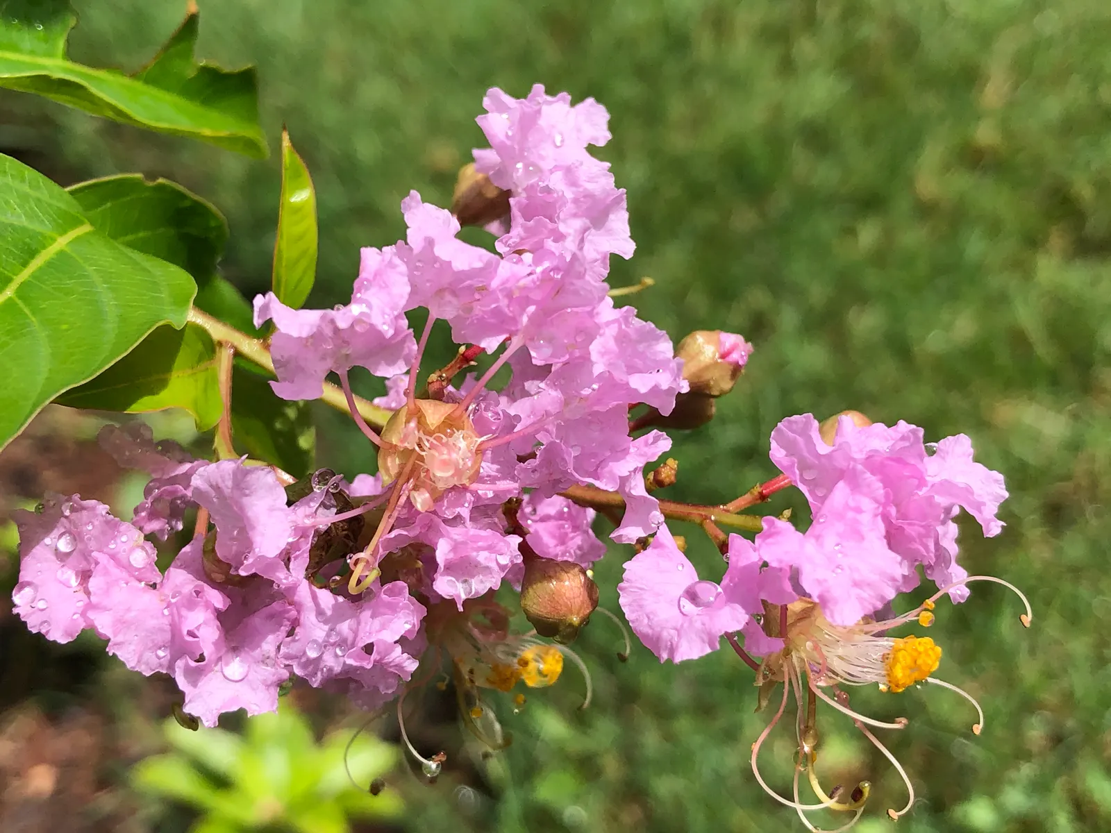 Muskogee Lavender Crape Myrtle (Lagerstroemia Indica 'Muskogee') — USDA hardiness zones recommend this variety for zones 7 to 9