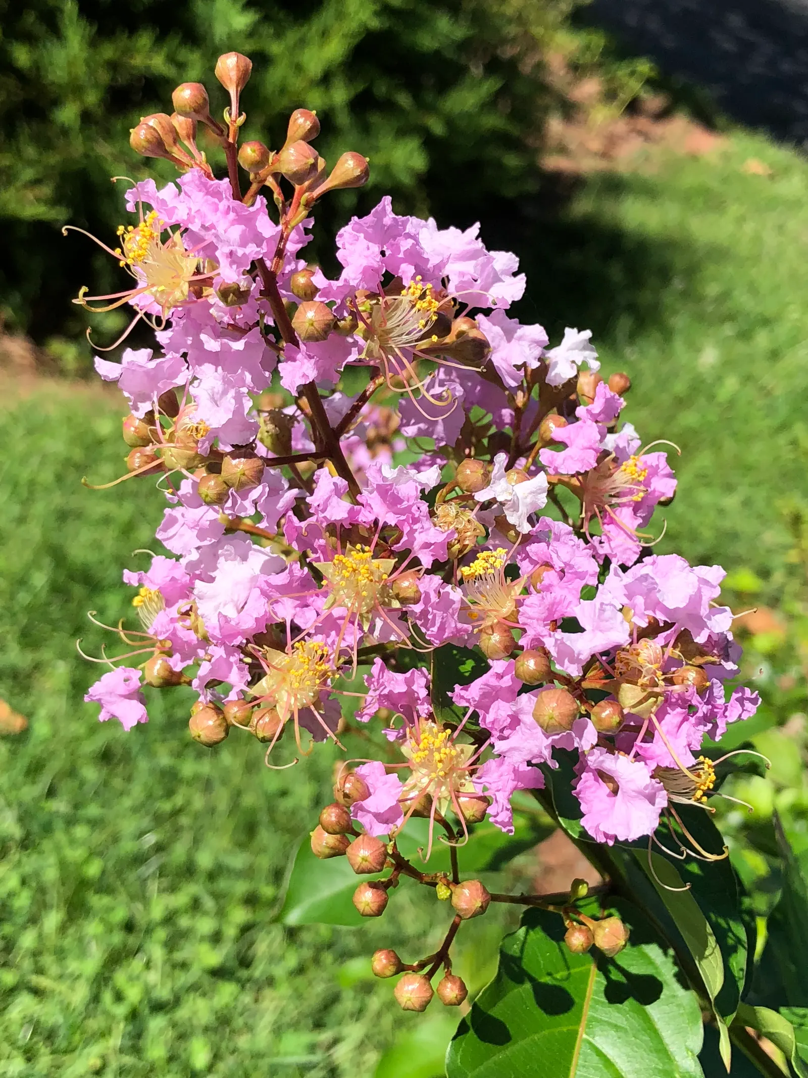 Muskogee Lavender Crape Myrtle (Lagerstroemia Indica 'Muskogee') — renowned for its exquisite