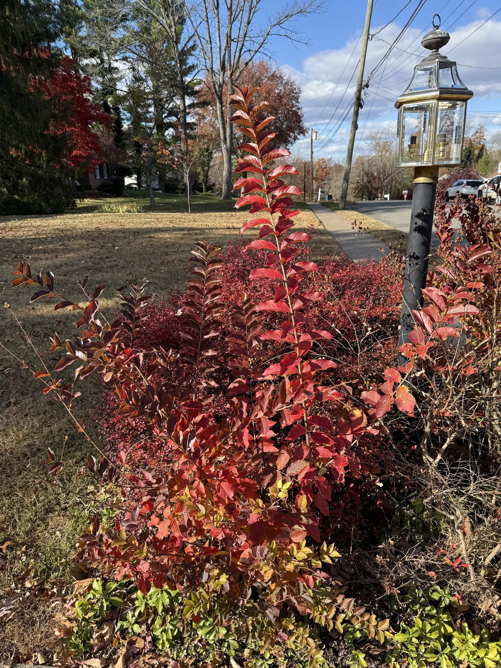 Muskogee Lavender Crape Myrtle (Lagerstroemia Indica 'Muskogee') — reaching up to 15-20 feet high with a spread of 10-15 feet; scientifically known as