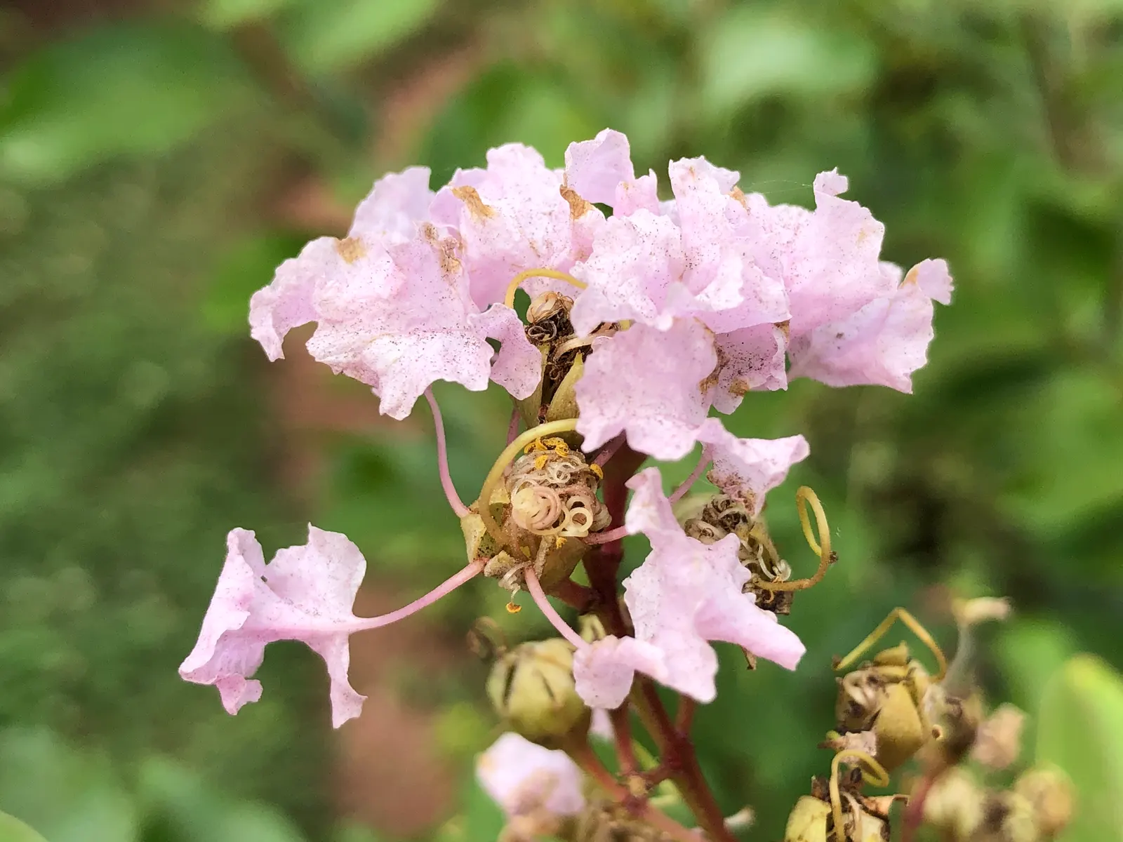 Muskogee Lavender Crape Myrtle (Lagerstroemia Indica 'Muskogee') — This hybrid cultivar typically reaches a mature height of 15 to 20 feet with a spread of 10