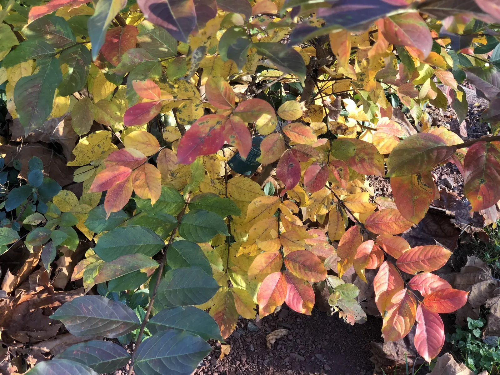 Muskogee Lavender Crape Myrtle (Lagerstroemia Indica 'Muskogee') — and excellent disease resistance