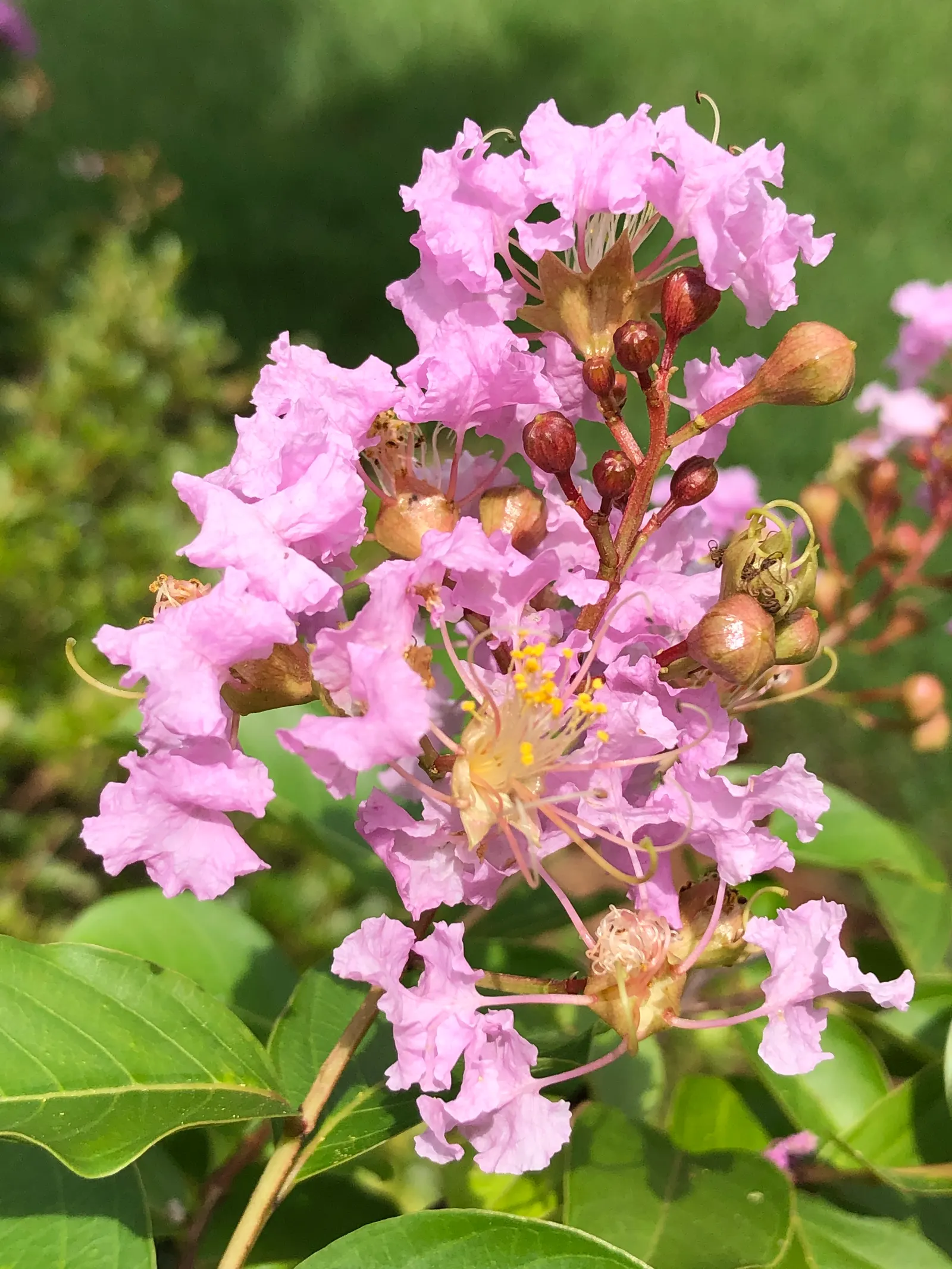Muskogee Lavender Crape Myrtle (Lagerstroemia Indica 'Muskogee') — lavender and pink flowers in the garden