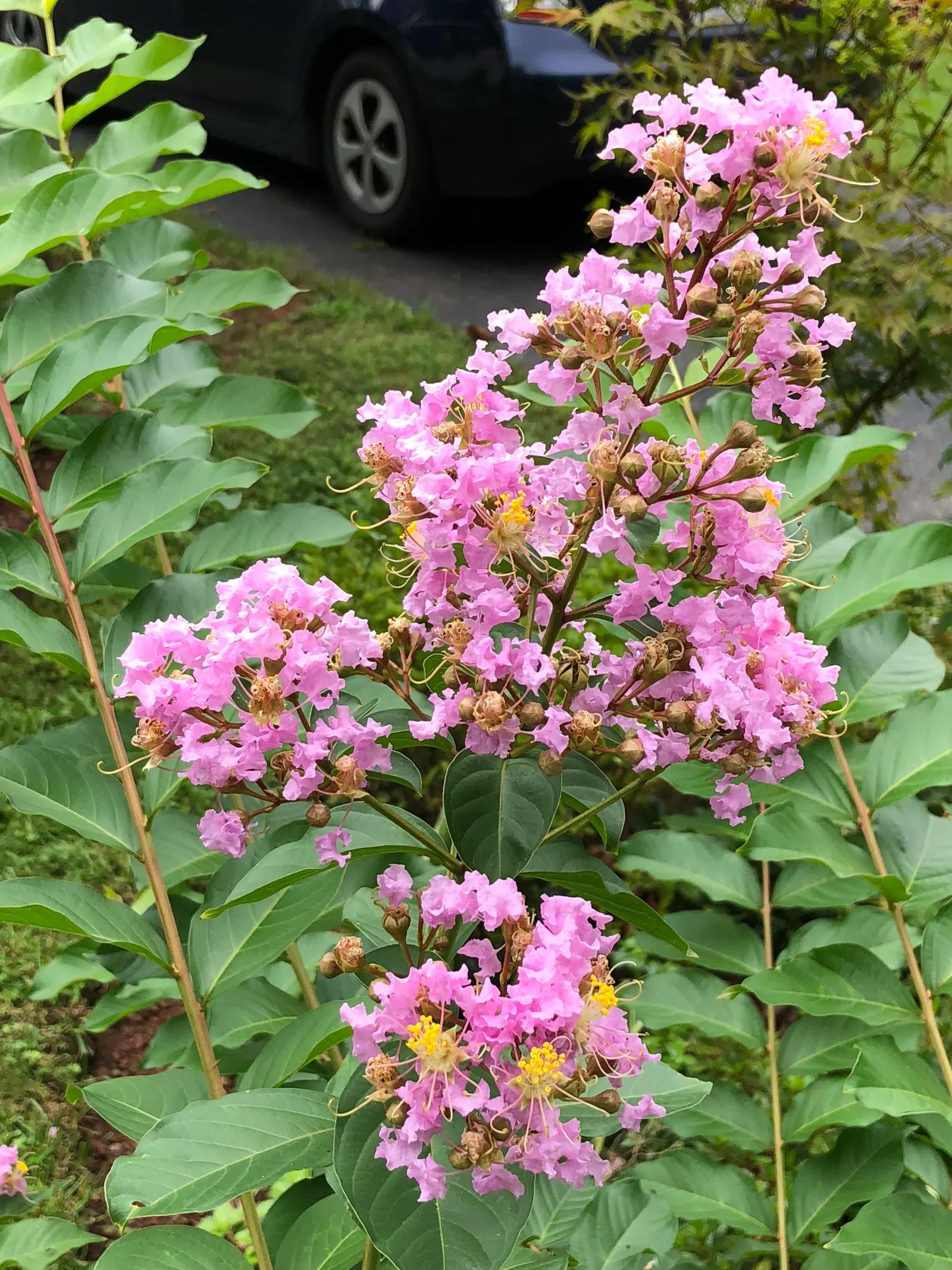Muskogee Lavender Crape Myrtle (Lagerstroemia Indica 'Muskogee') — and excellent disease resistance; and prefers well-draining soil to flourish