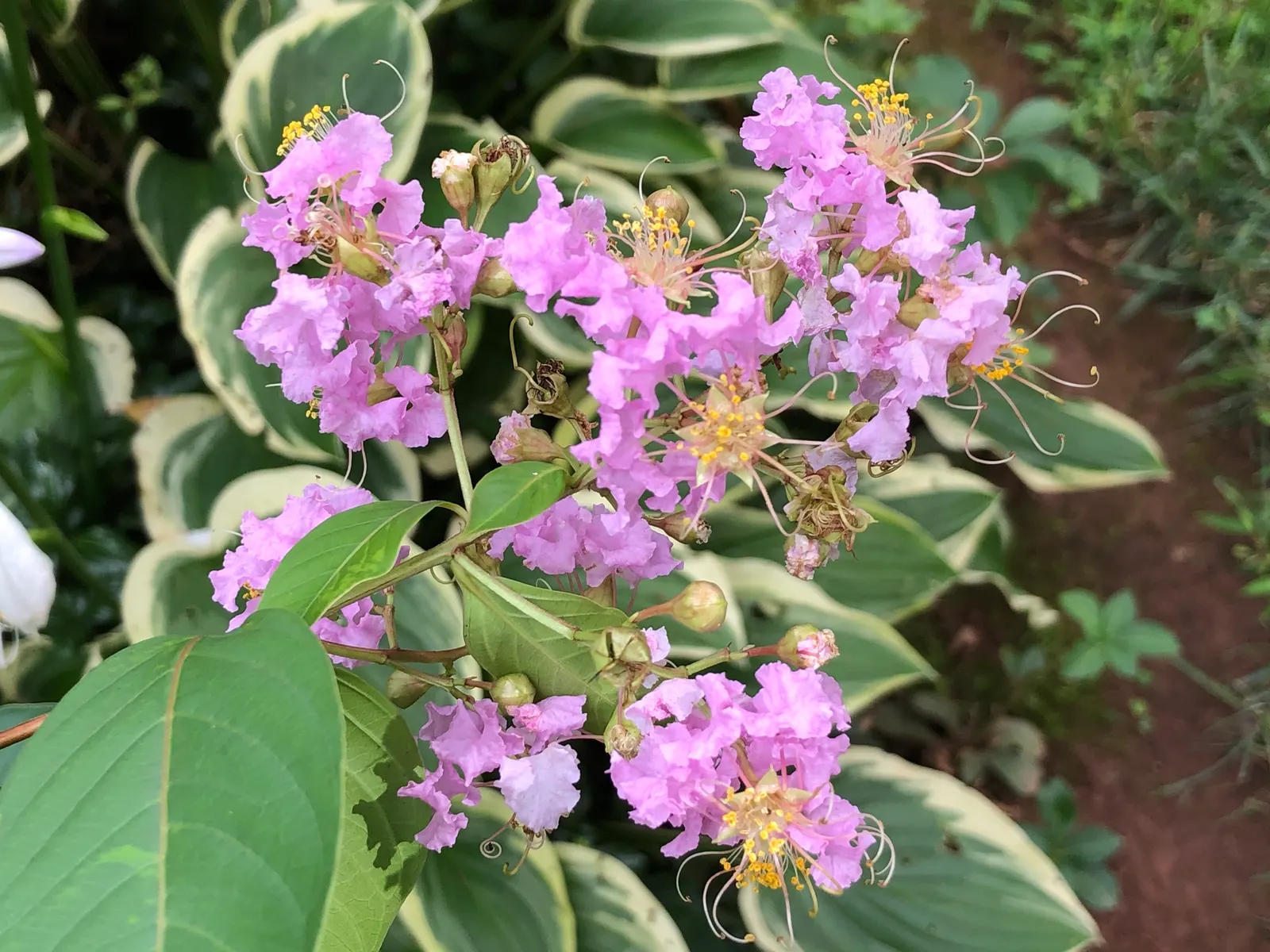 Muskogee Lavender Crape Myrtle (Lagerstroemia Indica 'Muskogee') — tree for full