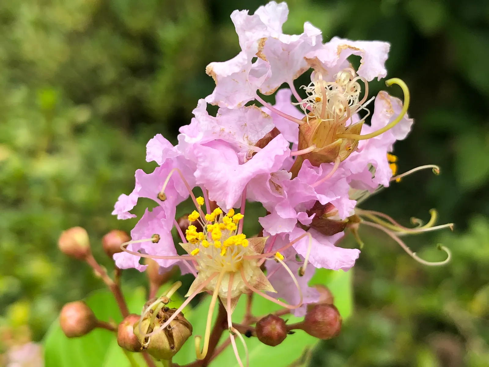 Muskogee Lavender Crape Myrtle (Lagerstroemia Indica 'Muskogee') — which provides exceptional winter interest.<br><br>Furthermore