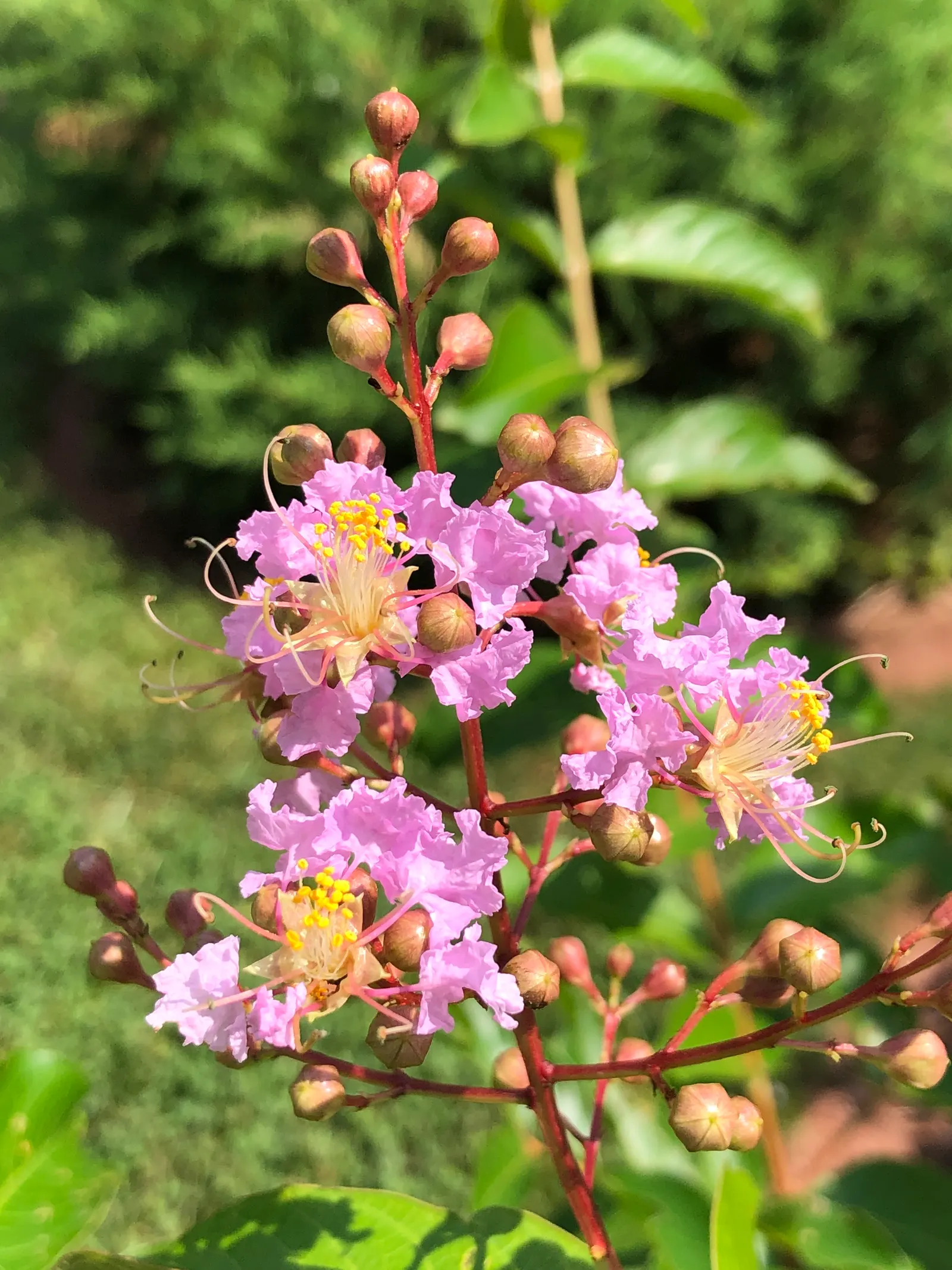 Muskogee Lavender Crape Myrtle (Lagerstroemia Indica 'Muskogee') — and prefers well-draining soil to flourish