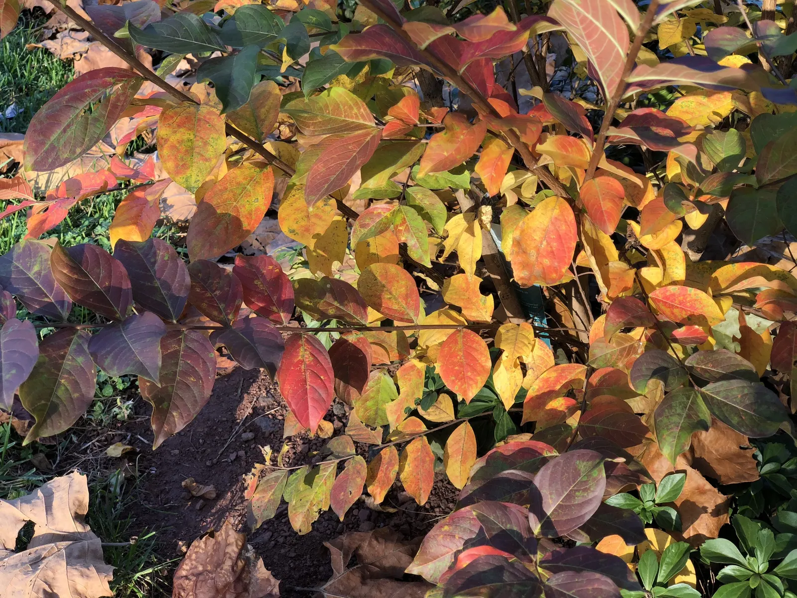 Muskogee Lavender Crape Myrtle (Lagerstroemia Indica 'Muskogee') — is a stunning deciduous shrub or small tree