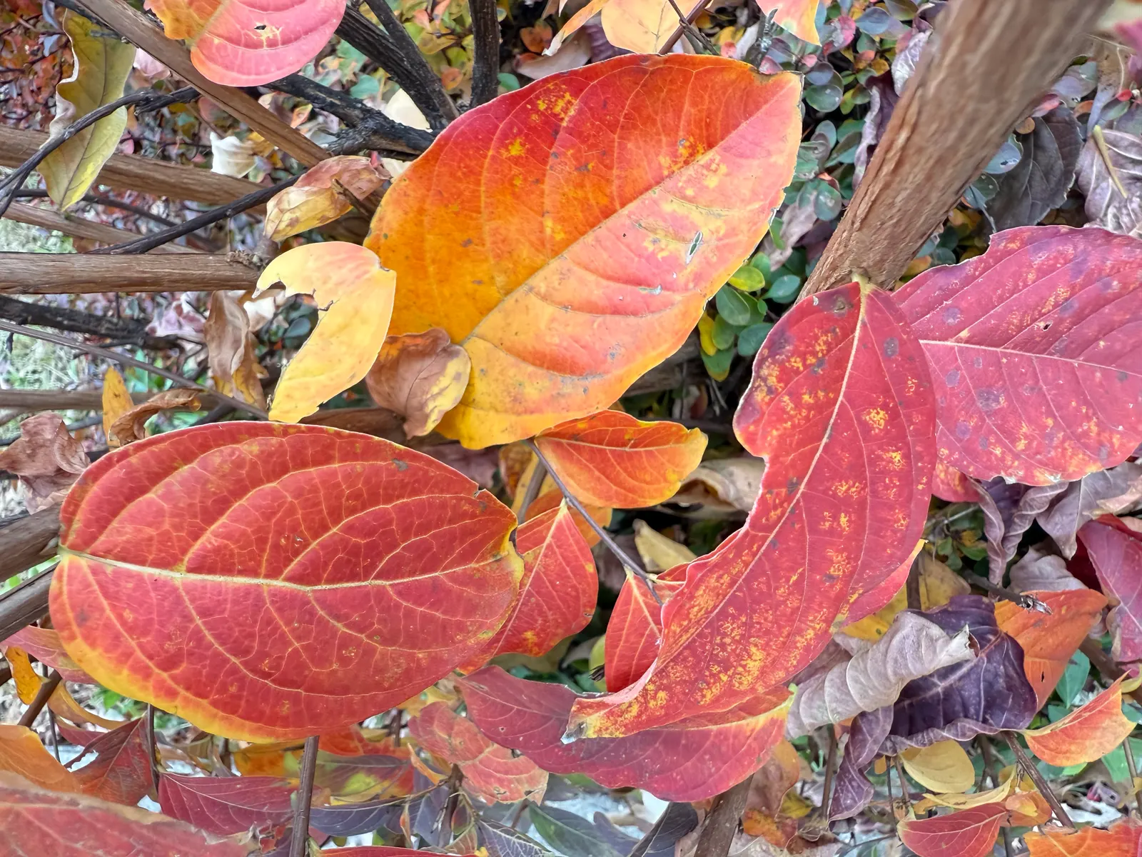 Muskogee Lavender Crape Myrtle (Lagerstroemia Indica 'Muskogee') — especially to powdery mildew