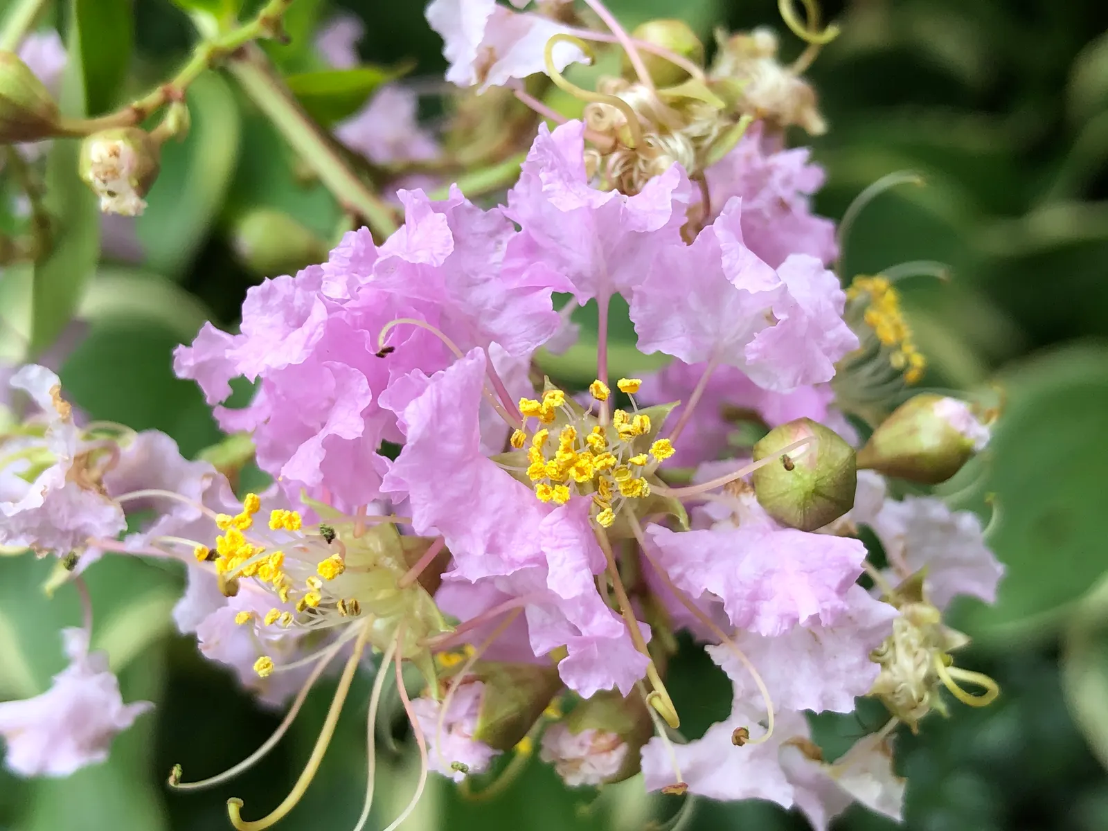 Muskogee Lavender Crape Myrtle (Lagerstroemia Indica 'Muskogee') — long-lasting flowering season