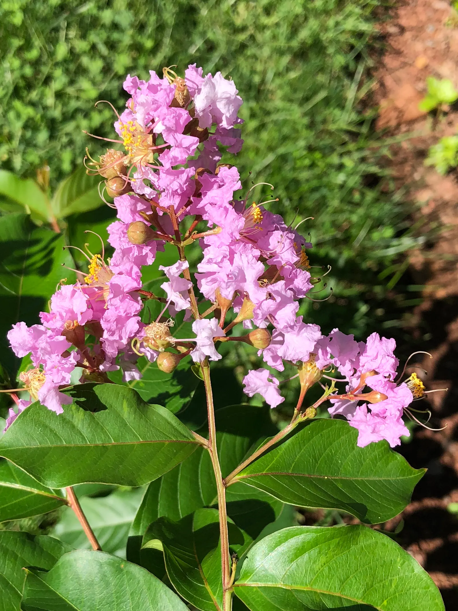 Muskogee Lavender Crape Myrtle (Lagerstroemia Indica 'Muskogee') — scientifically known as Lagerstroemia indica 'Muskogee'