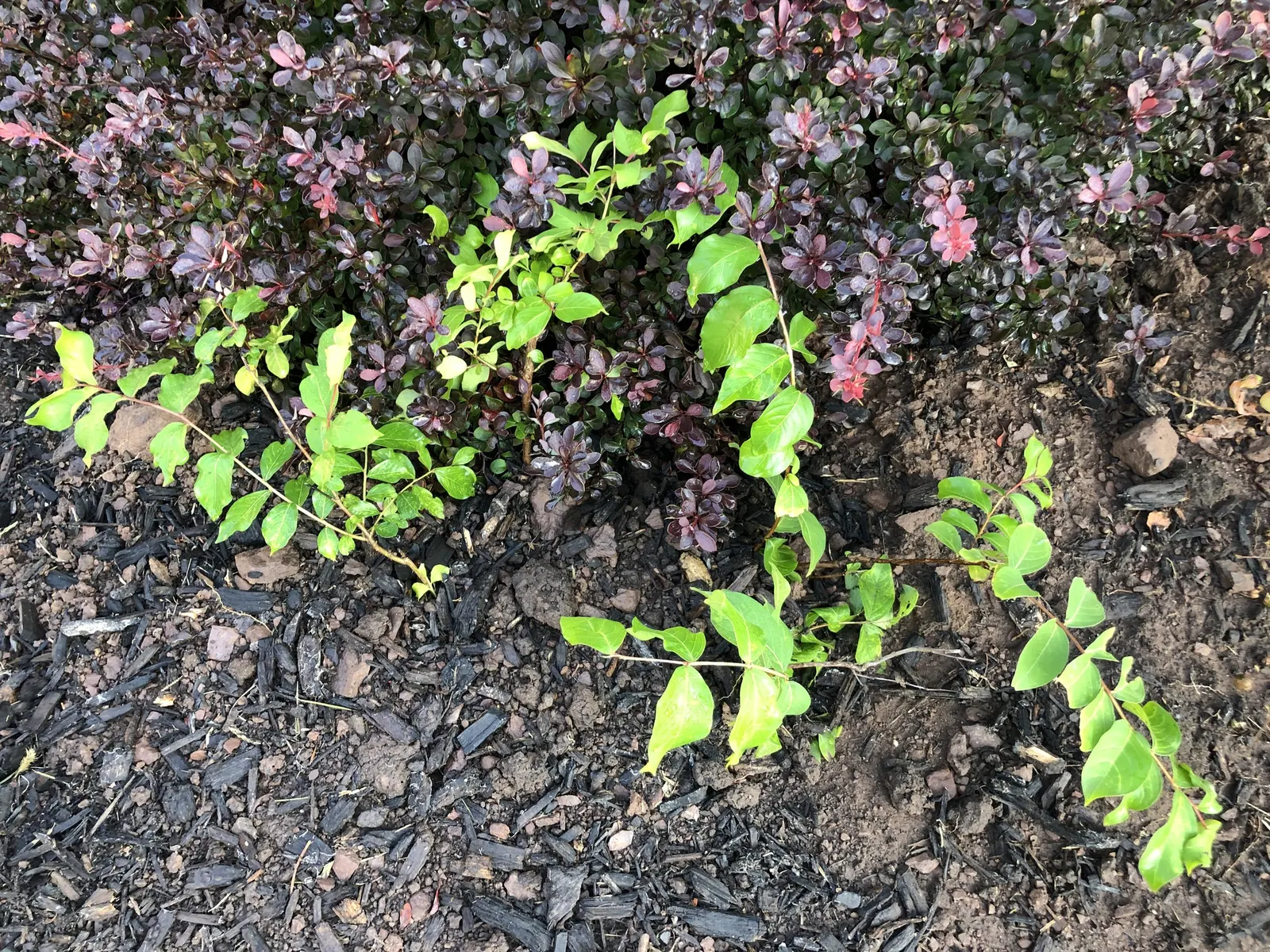 Muskogee Lavender Crape Myrtle (Lagerstroemia Indica 'Muskogee') — reaching up to 15-20 feet high with a spread of 10-15 feet