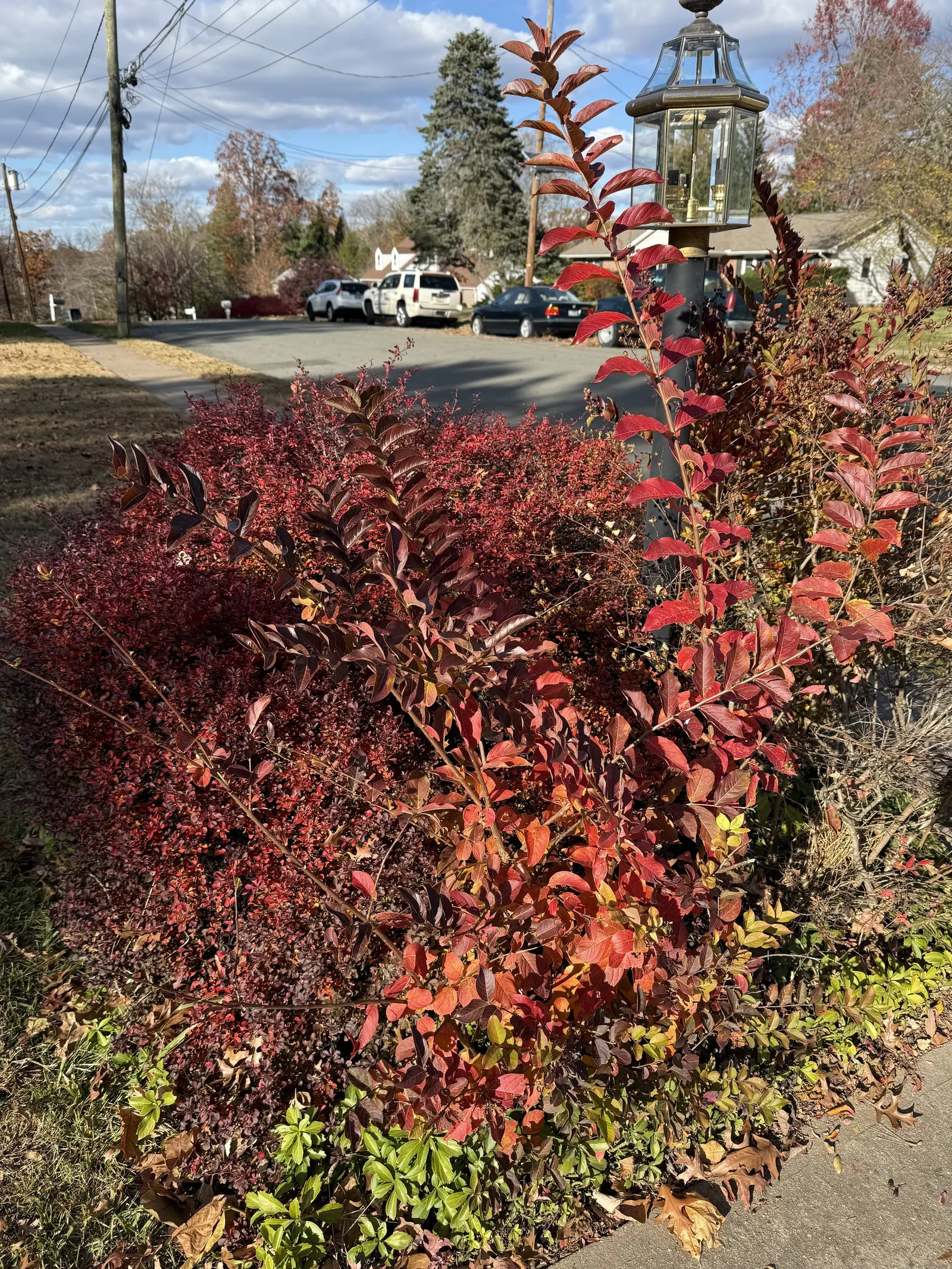 Muskogee Lavender Crape Myrtle (Lagerstroemia Indica 'Muskogee') — Its exfoliating bark reveals a smooth
