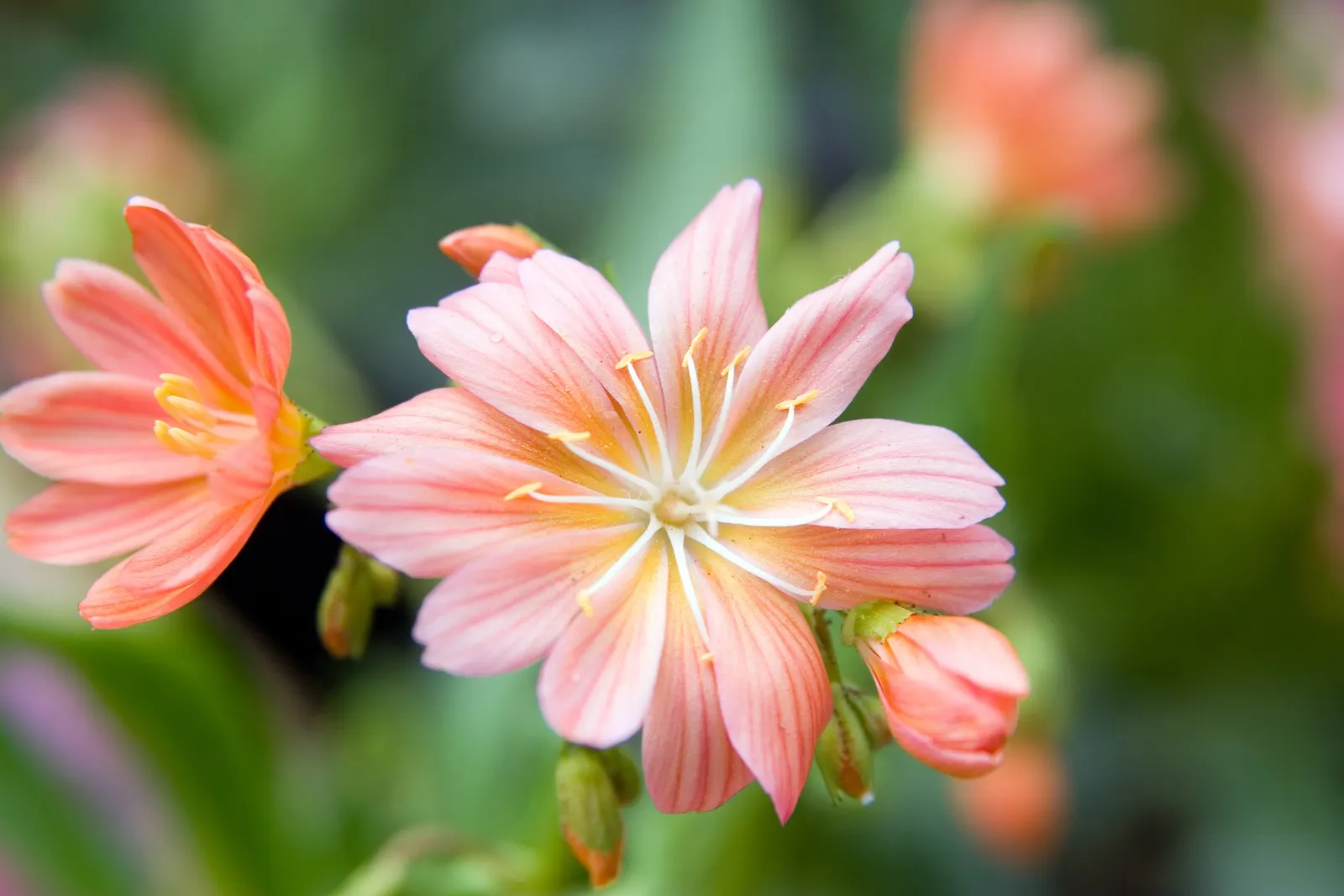 Sunset Strain Lewisia (Lewisia Cotyledon 'Sunset Strain') — This evergreen plant typically flourishes in USDA hardiness zones 3 to 8