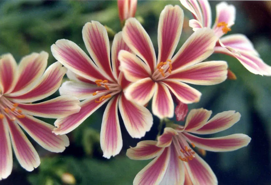 Sunset Strain Lewisia (Lewisia Cotyledon 'Sunset Strain') — Each stalk supports clusters of blossoms in shades of pink