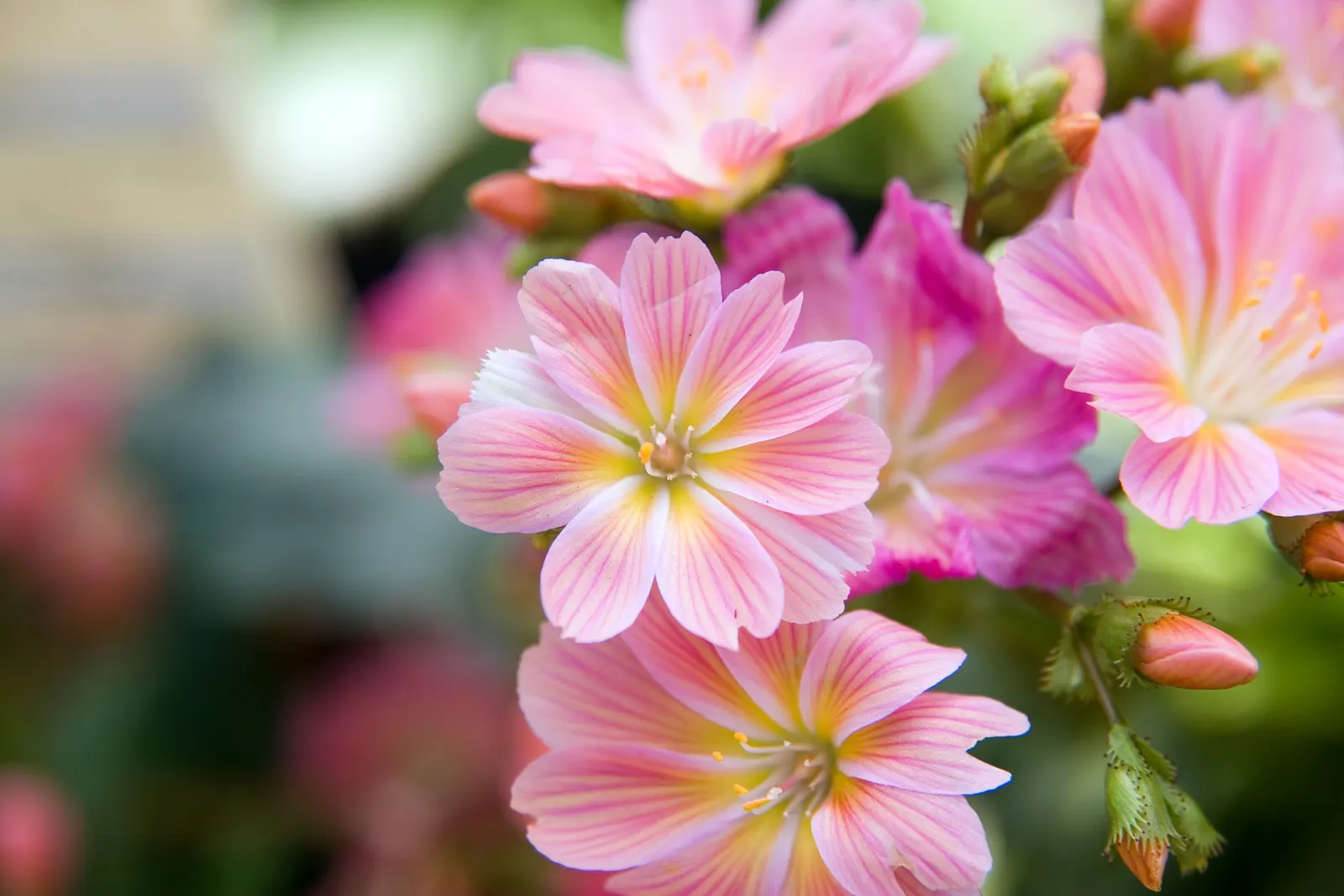 Sunset Strain Lewisia (Lewisia Cotyledon 'Sunset Strain') — During the flowering season