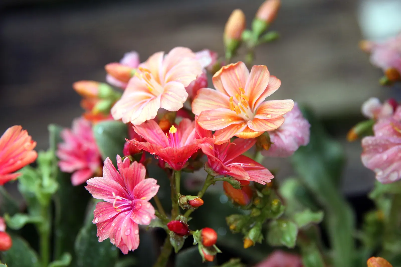 Sunset Strain Lewisia (Lewisia Cotyledon 'Sunset Strain') — spoon-shaped leaves approximately 2 to 3 inches long