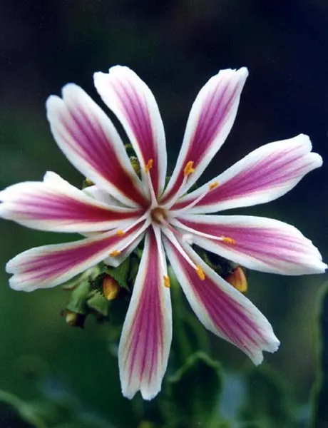 Sunset Strain Lewisia (Lewisia Cotyledon 'Sunset Strain') — with intricate veining and occasionally with a touch of contrasting colors at the margins or centers
