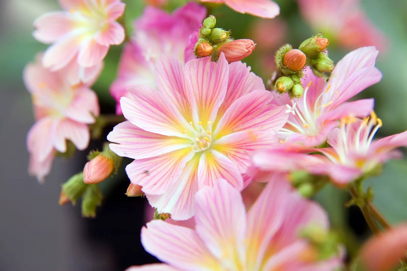 Sunset Strain Lewisia (Lewisia Cotyledon 'Sunset Strain') — it thrives in temperatures down to -40&deg;F