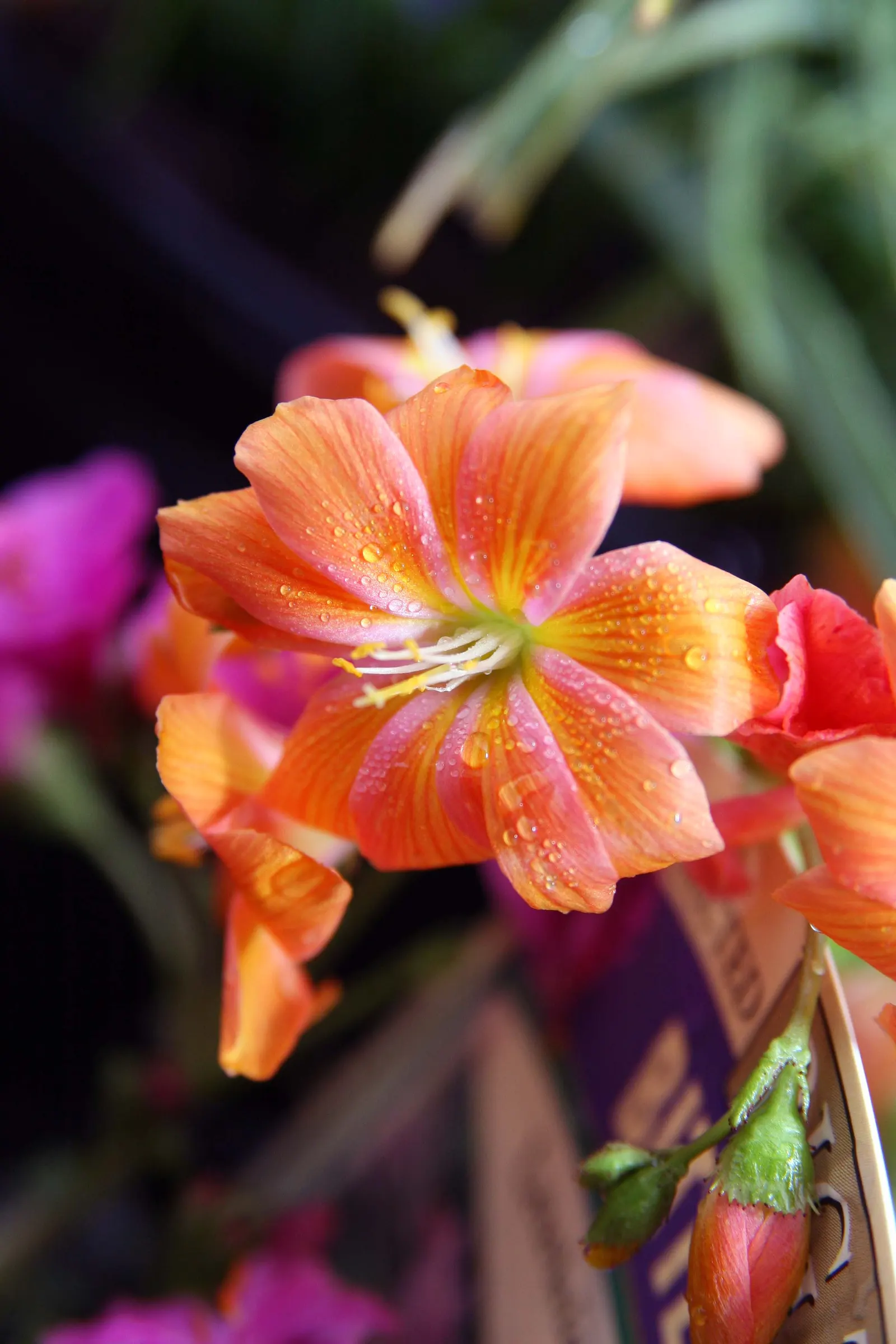 Sunset Strain Lewisia (Lewisia Cotyledon 'Sunset Strain') — Well-draining soil and partial sun mimic its native rocky habitats