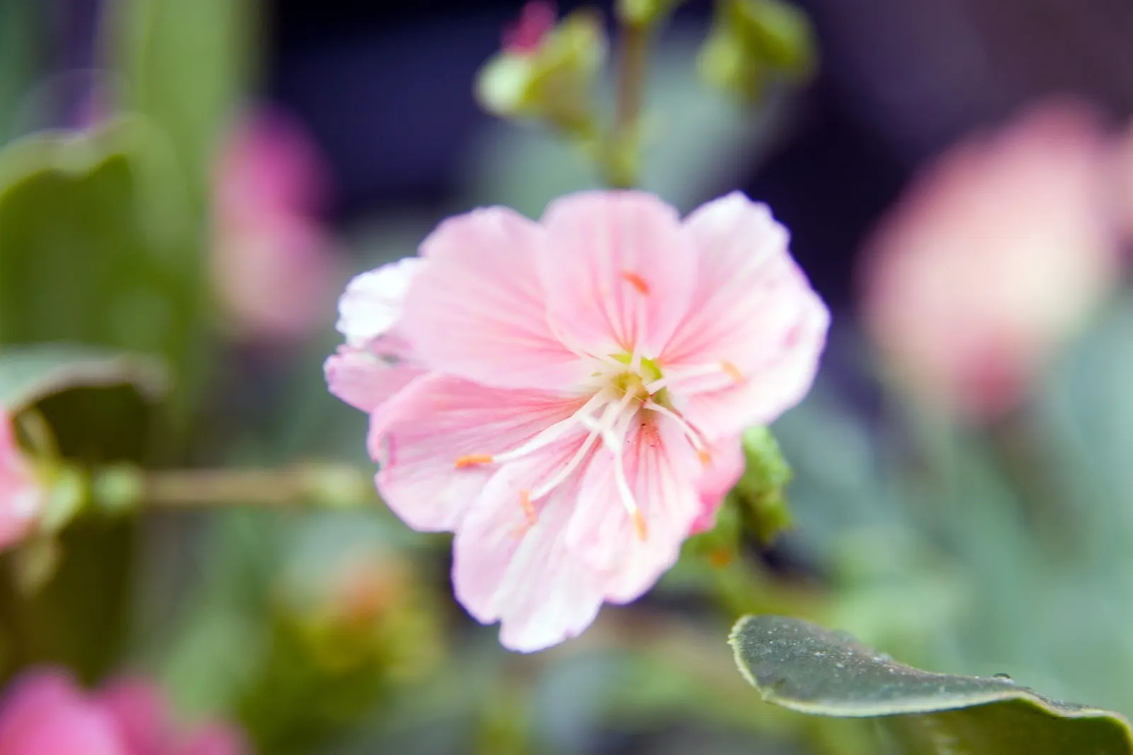 Sunset Strain Lewisia (Lewisia Cotyledon 'Sunset Strain') — recognized scientifically as Lewisia cotyledon 'Sunset Strain'