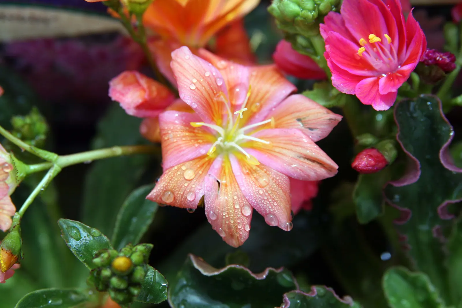 Sunset Strain Lewisia (Lewisia Cotyledon 'Sunset Strain') — requiring minimal water once established