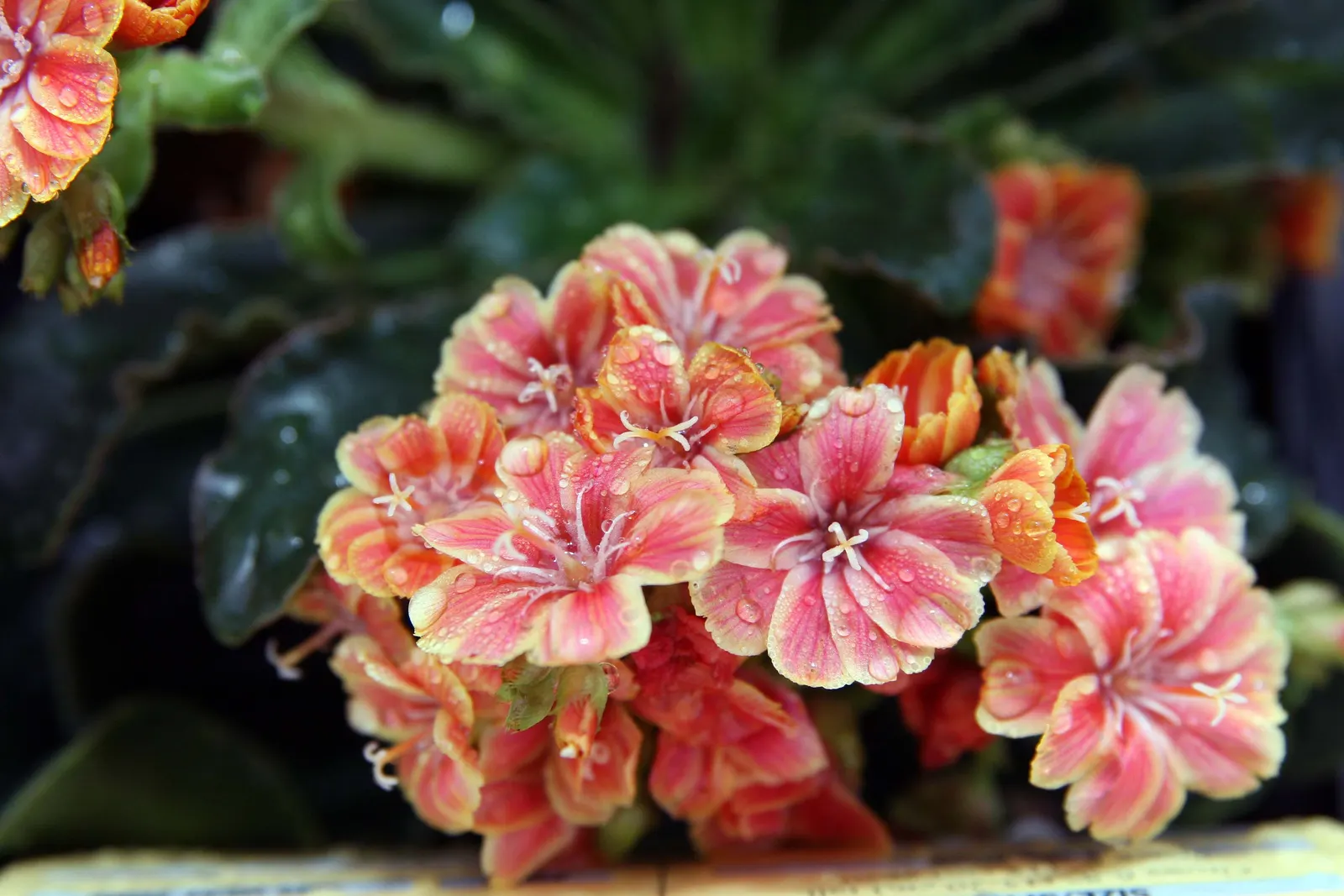 Sunset Strain Lewisia (Lewisia Cotyledon 'Sunset Strain') — the Sunset Strain Lewisia sends up multiple flower stalks reaching 12 inches