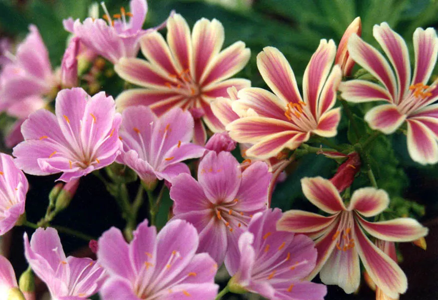 Sunset Strain Lewisia (Lewisia Cotyledon 'Sunset Strain') — this clump-forming succulent presents a low-growing rosette of fleshy