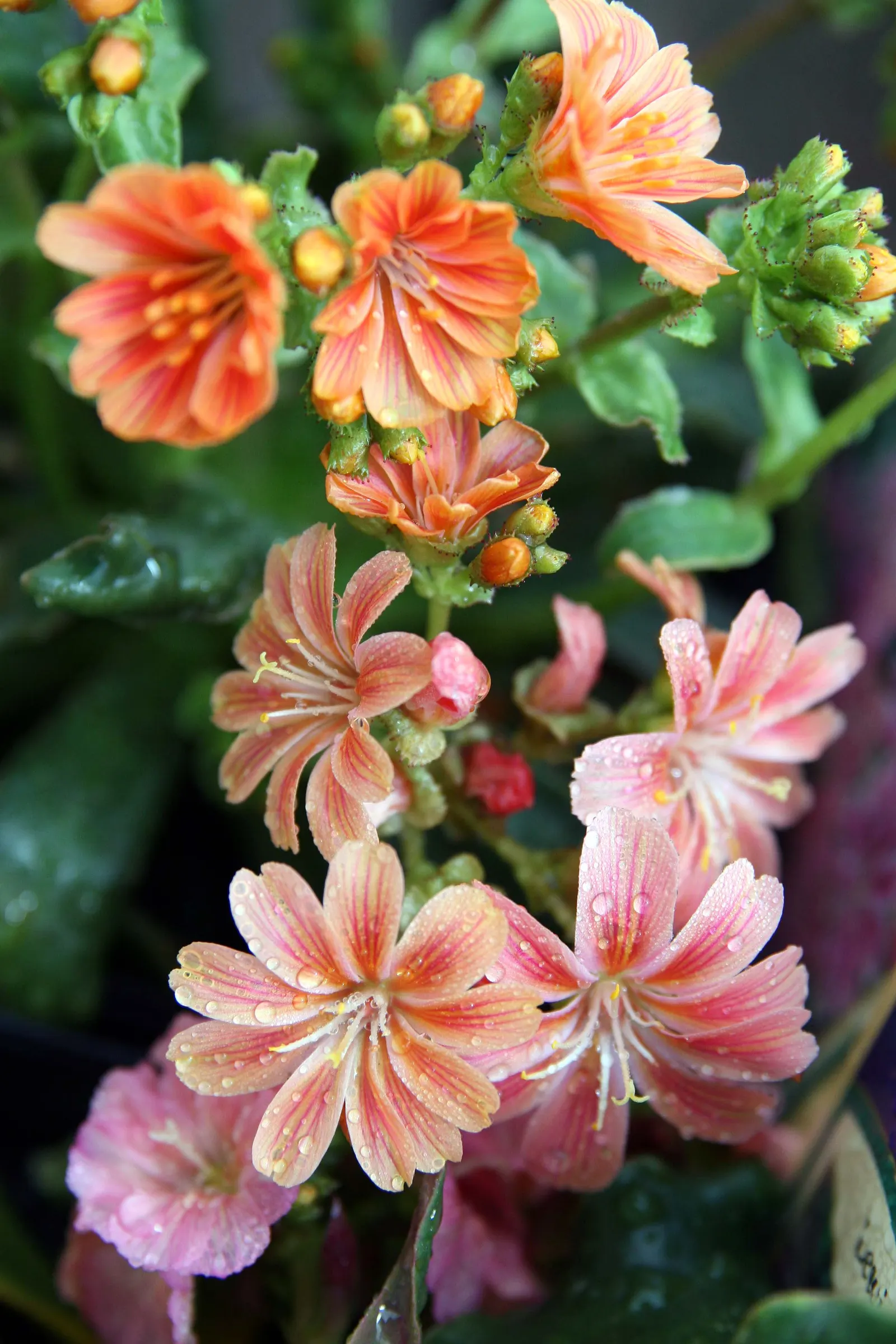 Sunset Strain Lewisia (Lewisia Cotyledon 'Sunset Strain') — Come spring to early summer, it erupts in vibrant hues‚Äîyellows, oranges, pinks‚Äîon 8 to 12-inch
