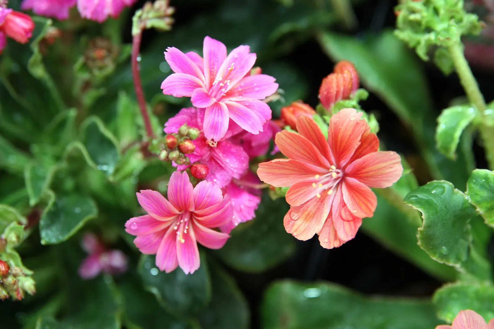 Sunset Strain Lewisia (Lewisia Cotyledon 'Sunset Strain') — is a captivating perennial that boasts an impressive array of sunset-hued blooms